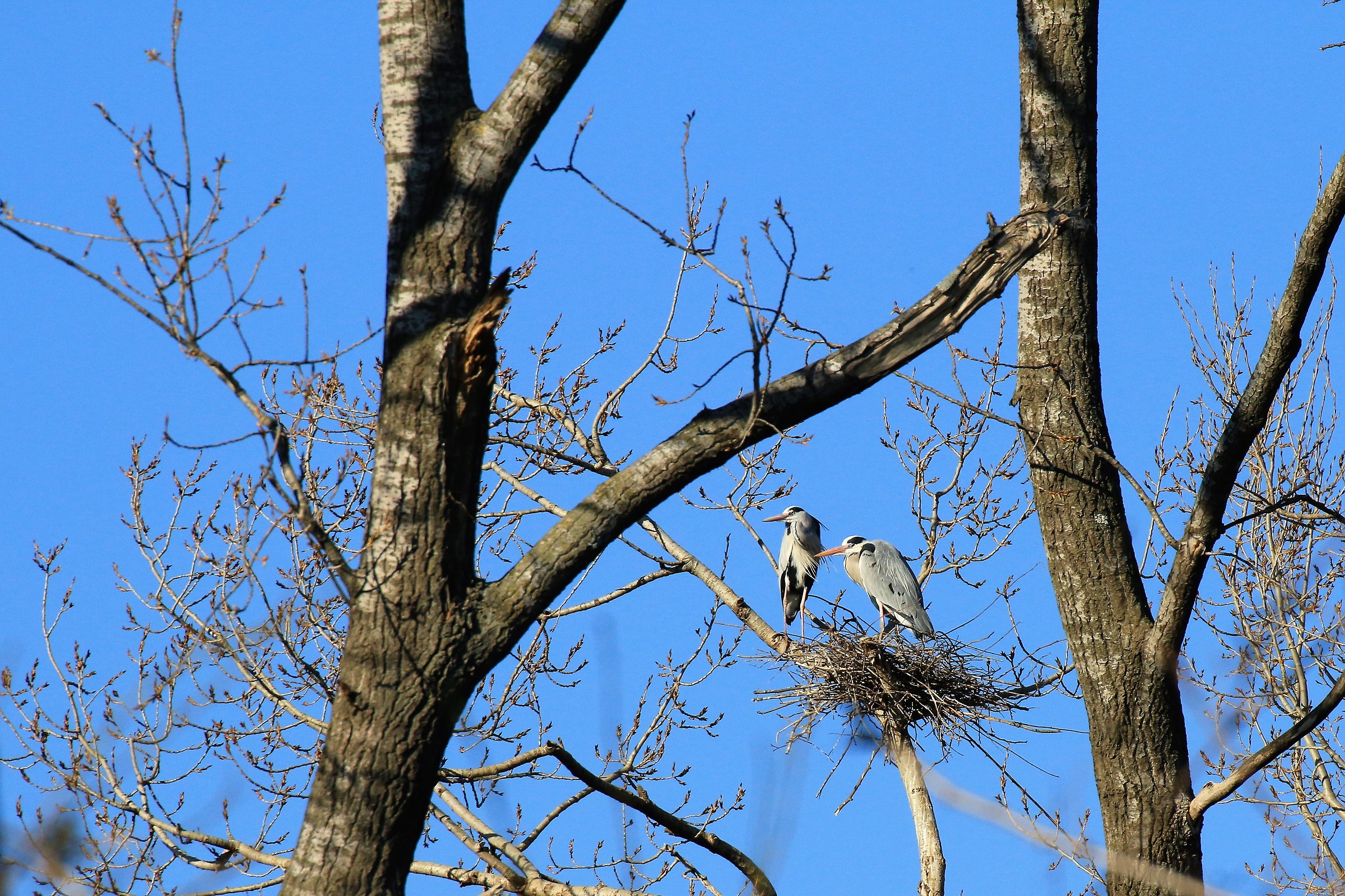aironi cenerini durante la cova
