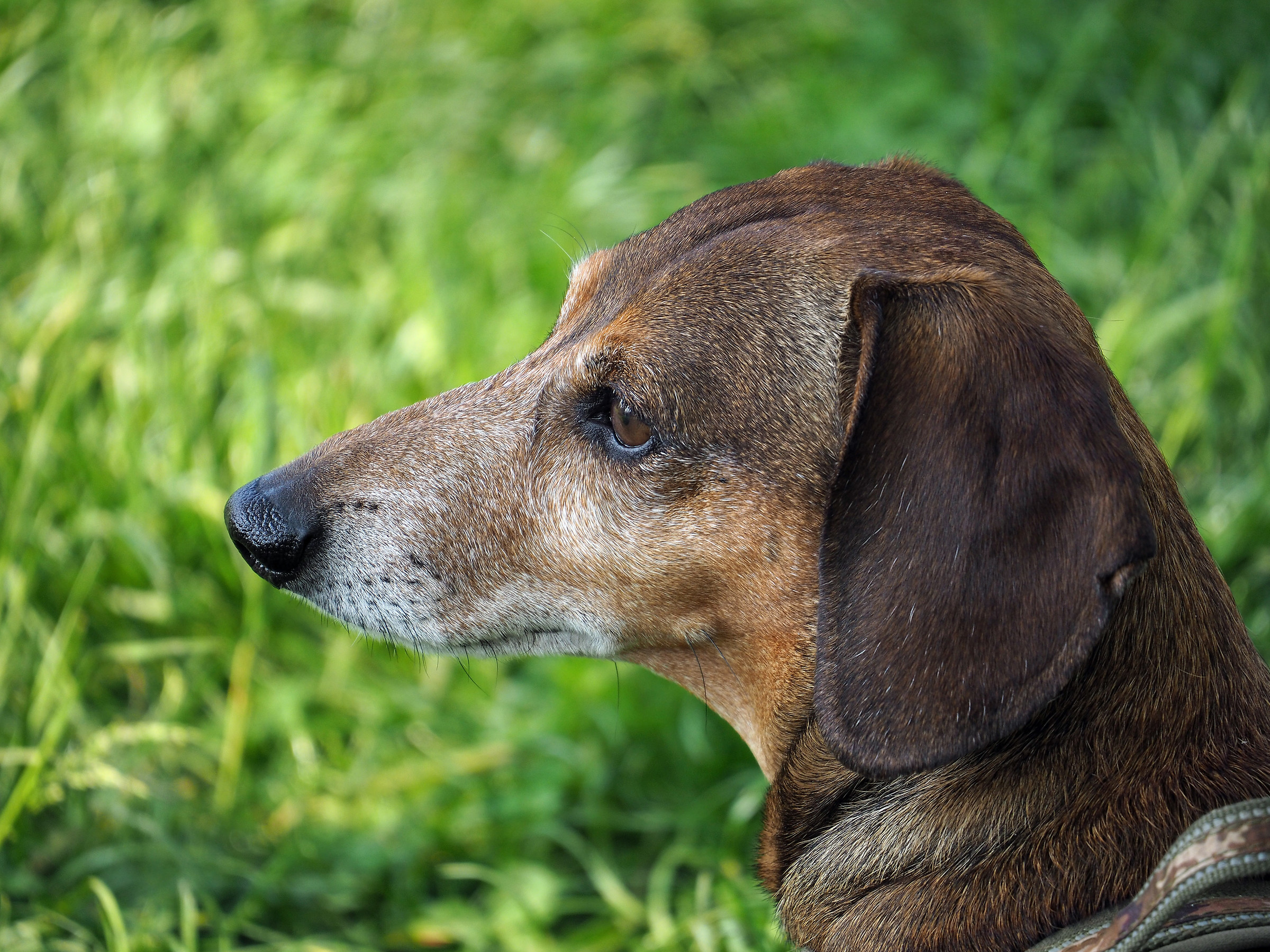 Test panasonic 45-150