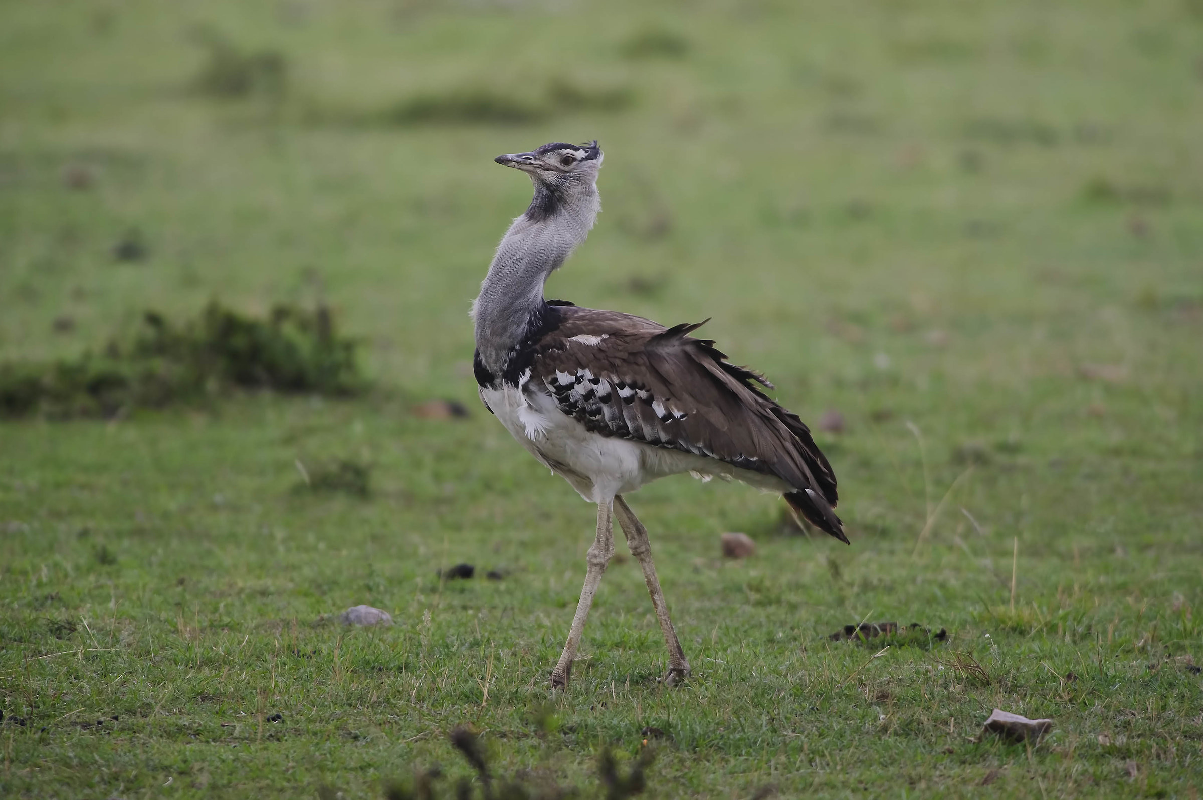 Bustard
