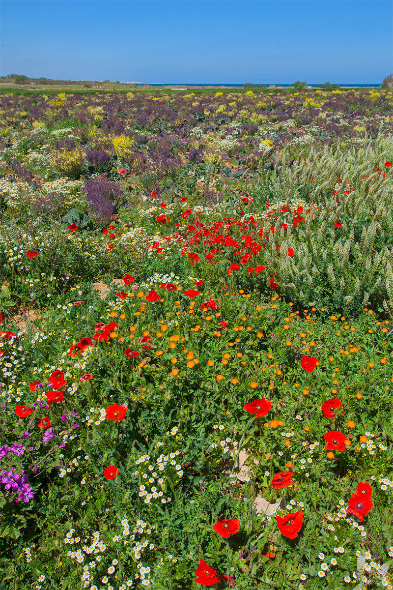 flowers and cauliflower