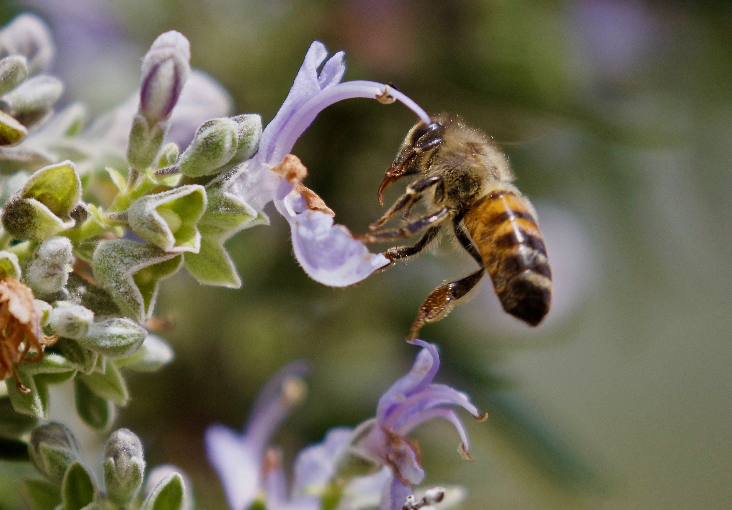 the bee and the flower of rosemary