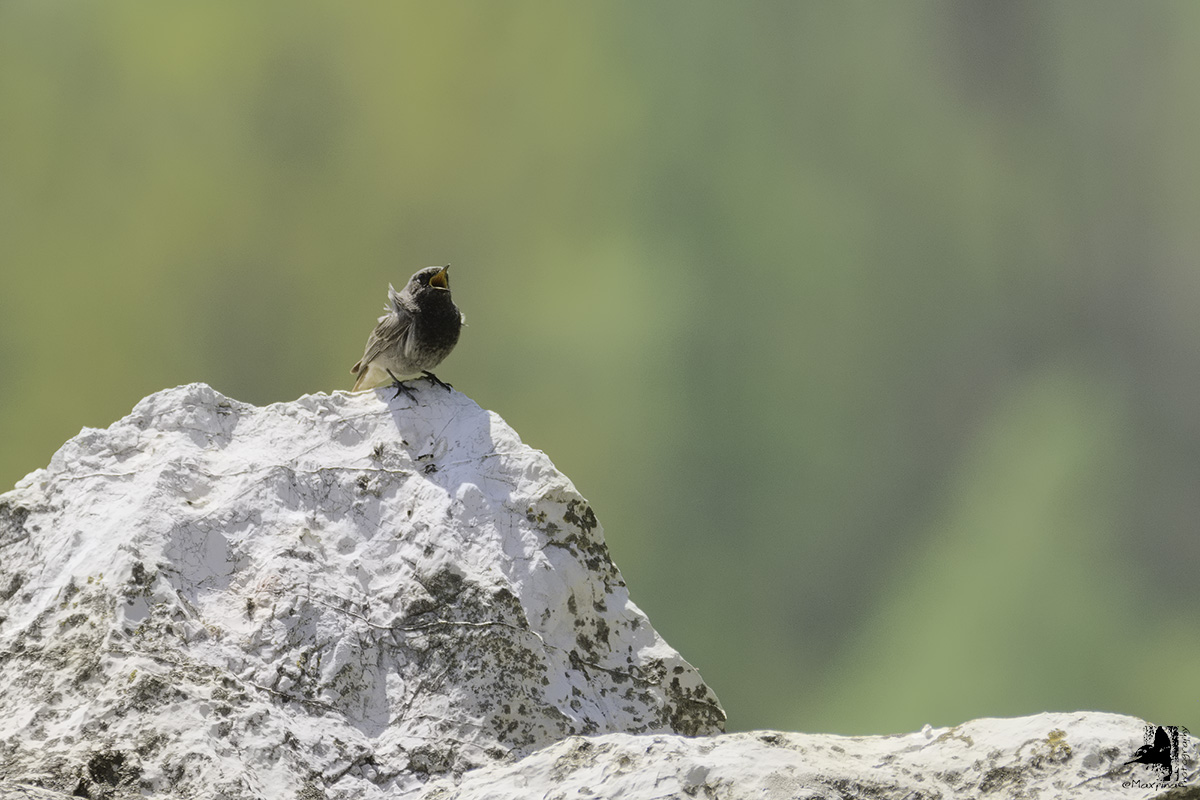 Black Redstart in hand