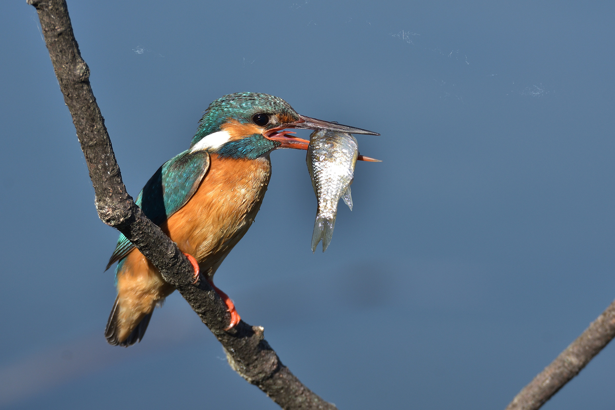 Martin pescatore with prey
