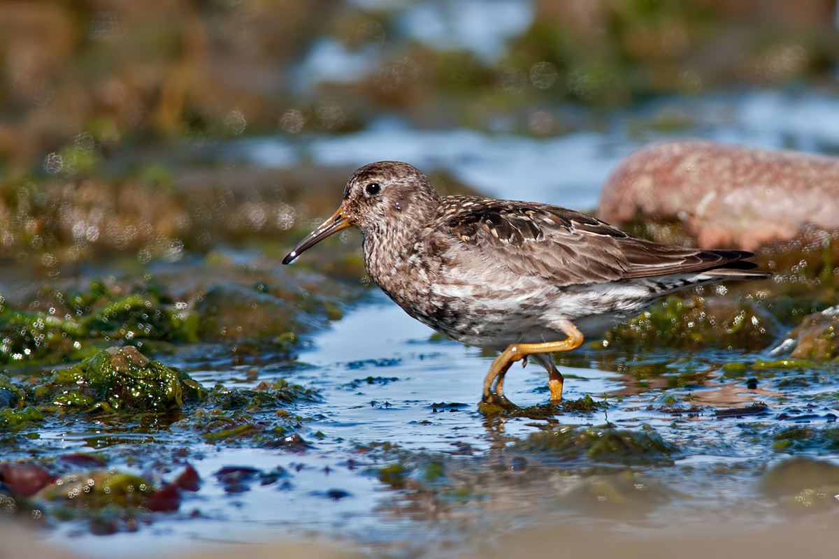 Purple Sandpiper (Calidris maritima)