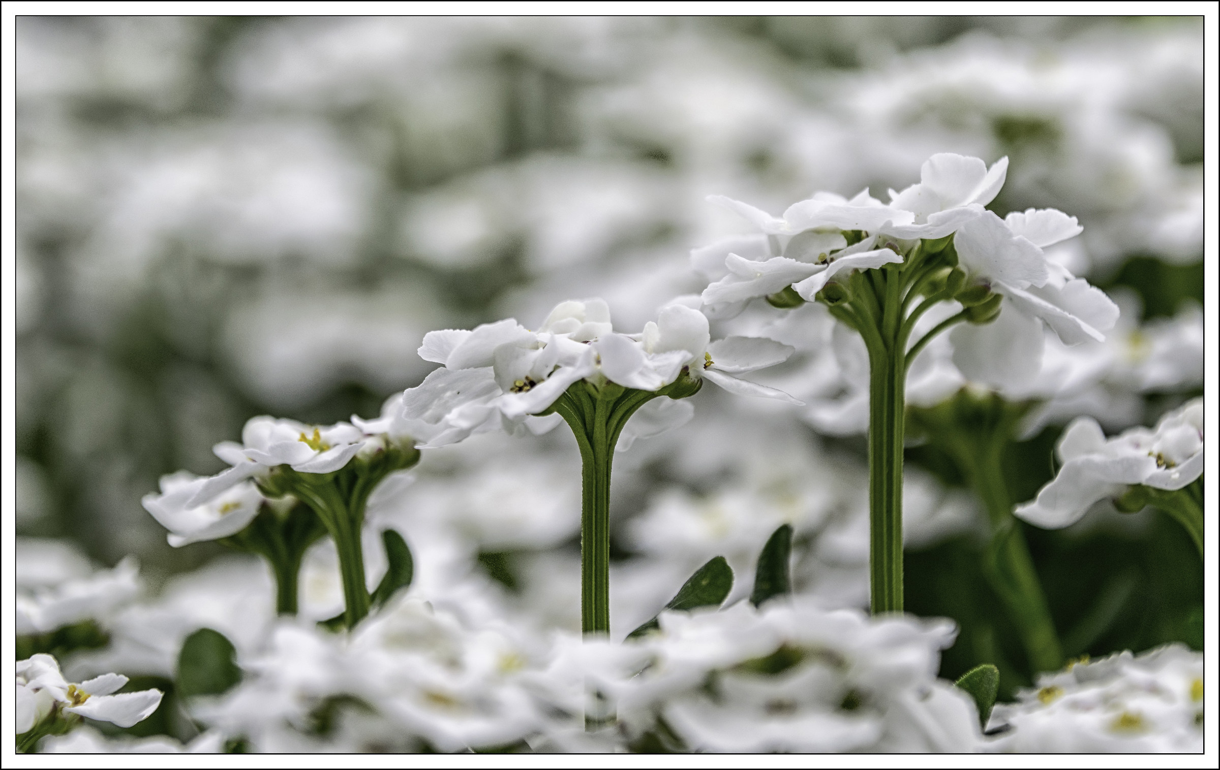 Bianco - Simbolo di purezza e innocenza