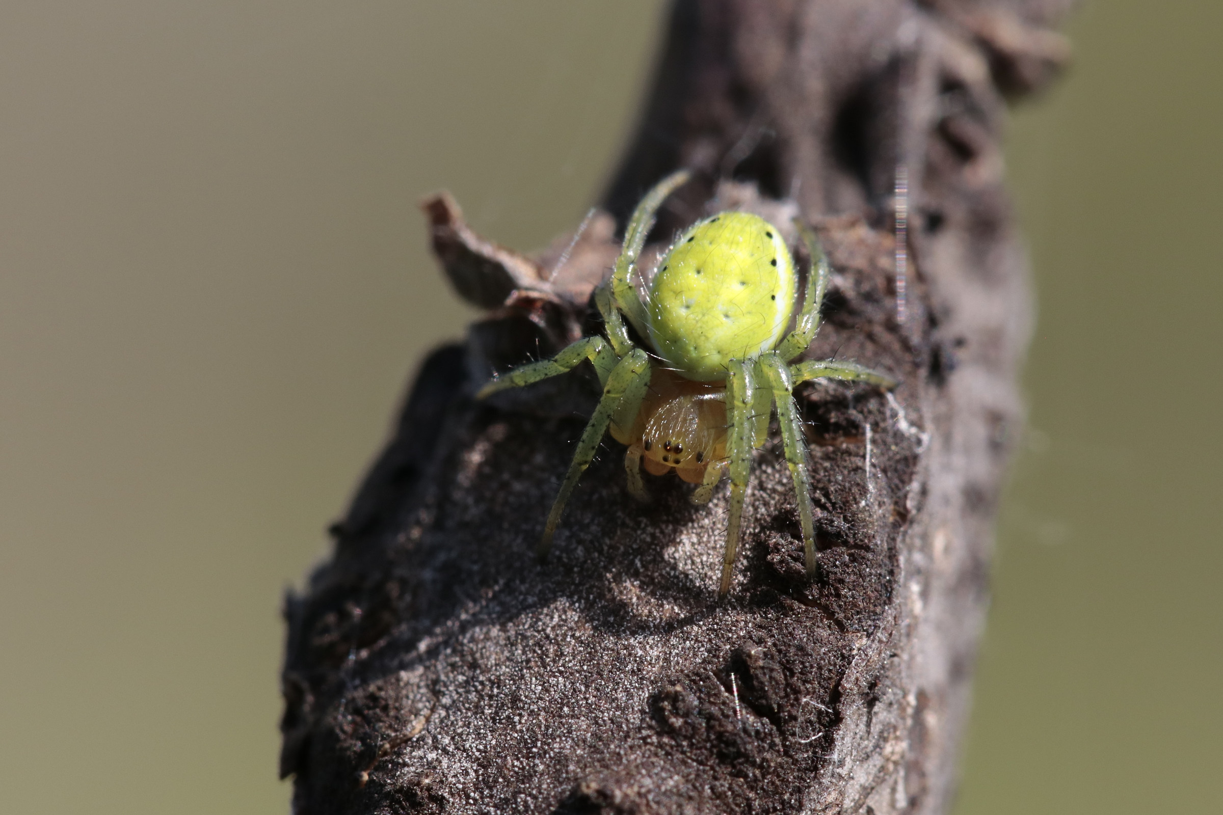 green spider mite