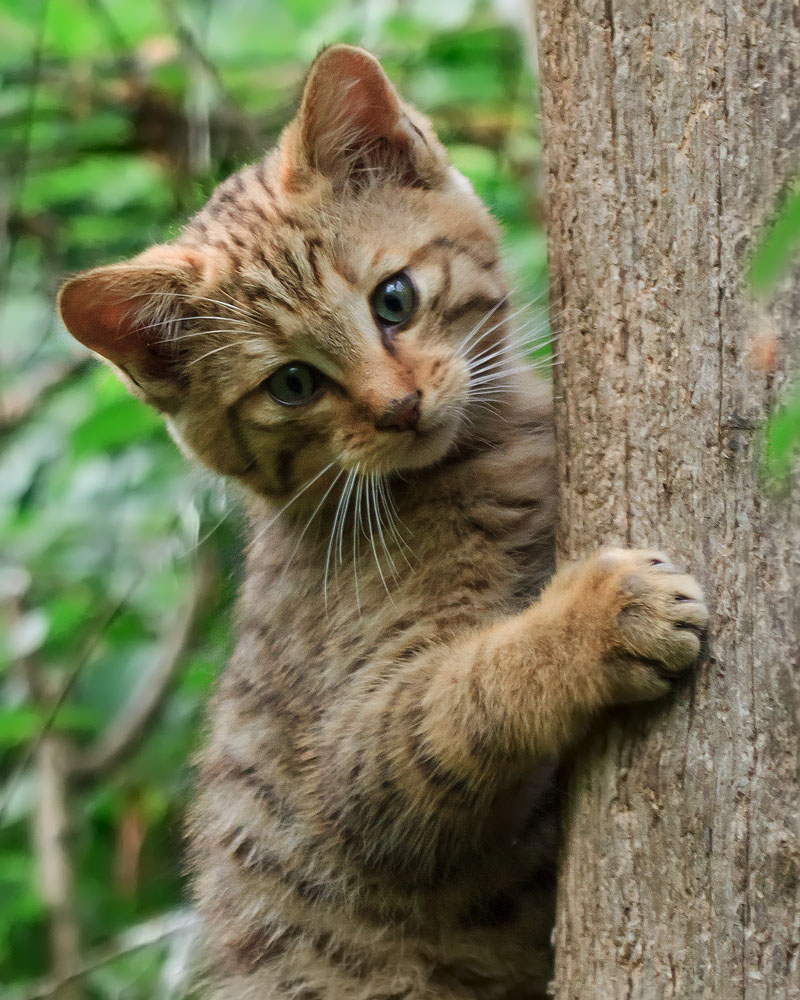 felix silvestris cucciolo