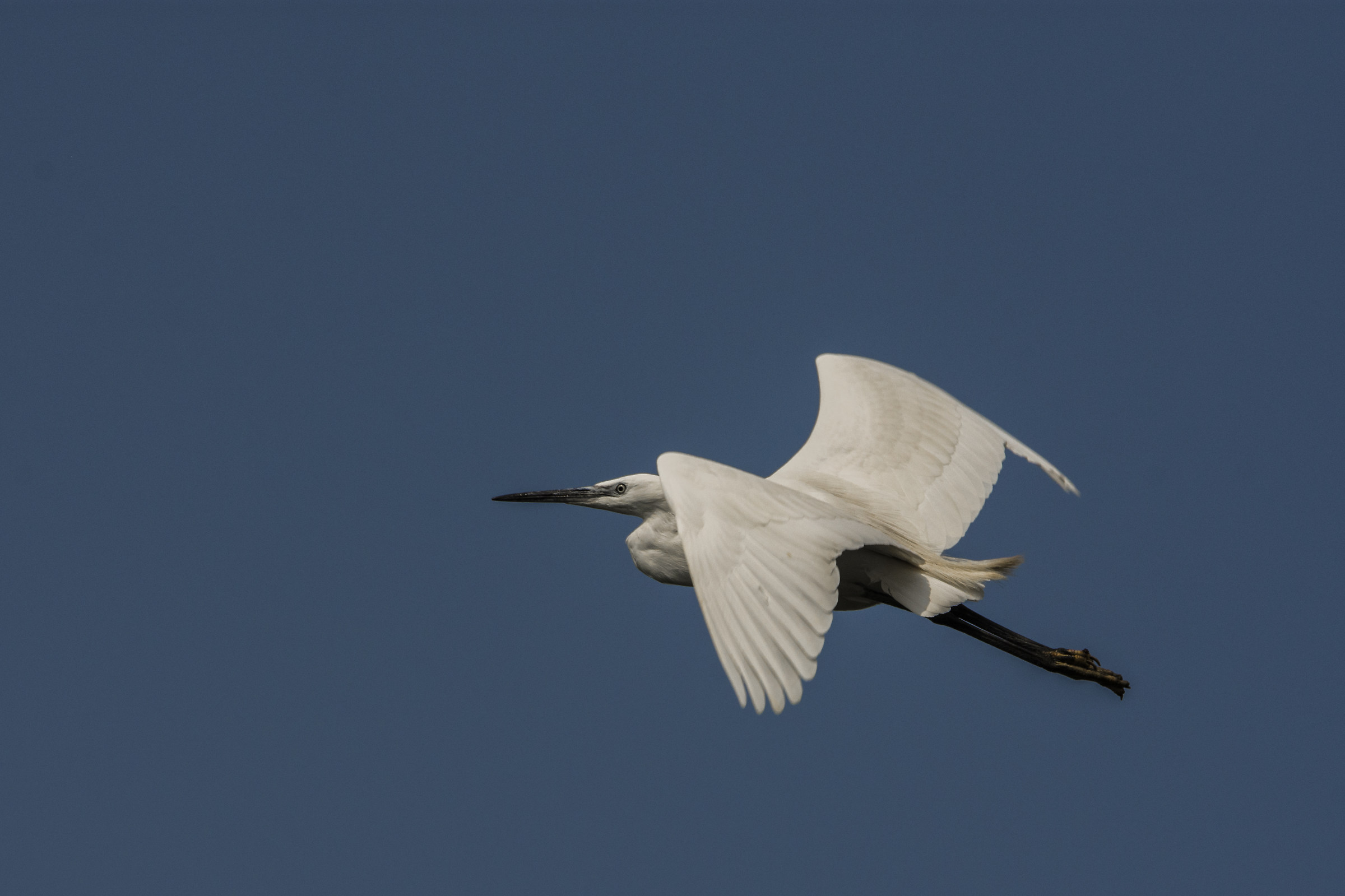 Egret in flight .. on the fly!