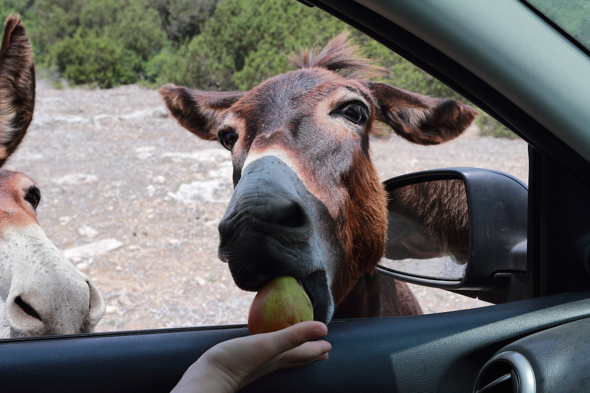 North Cyprus - the selfish