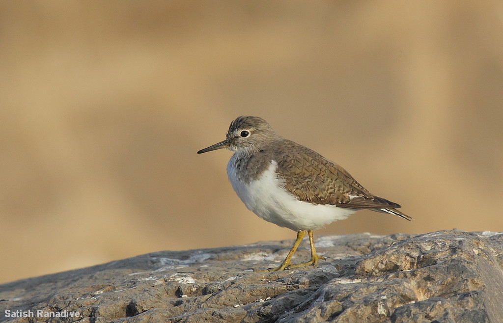 Sandpiper, juvenile.