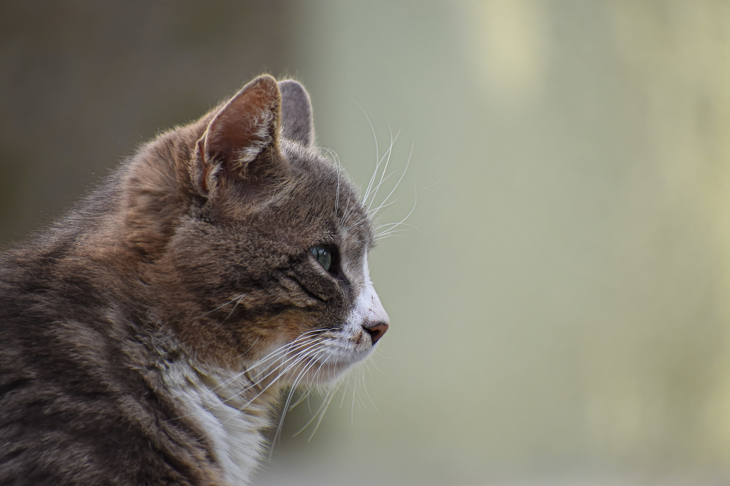 Gatto grigio, sempre pronto