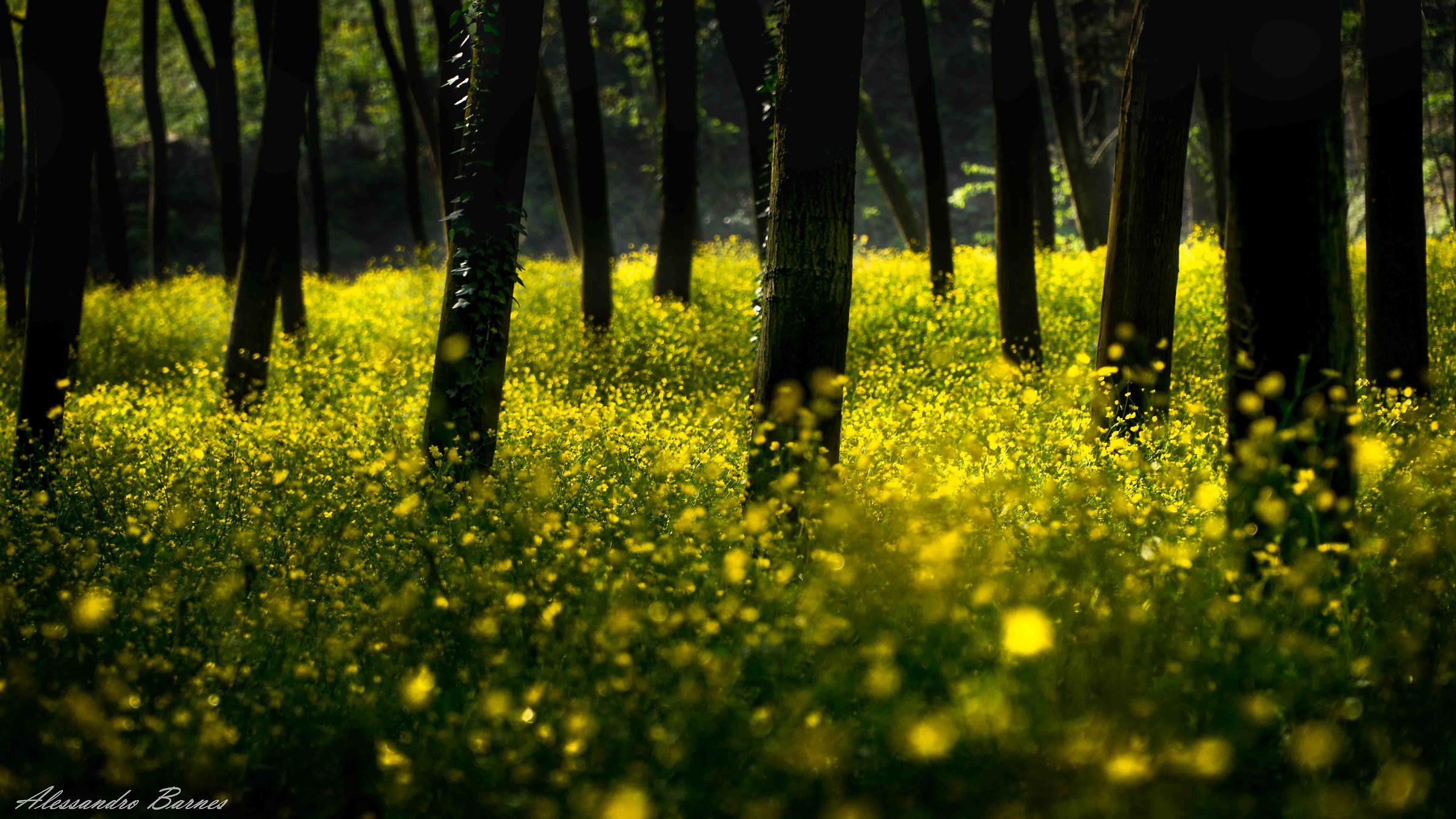 woods yellow