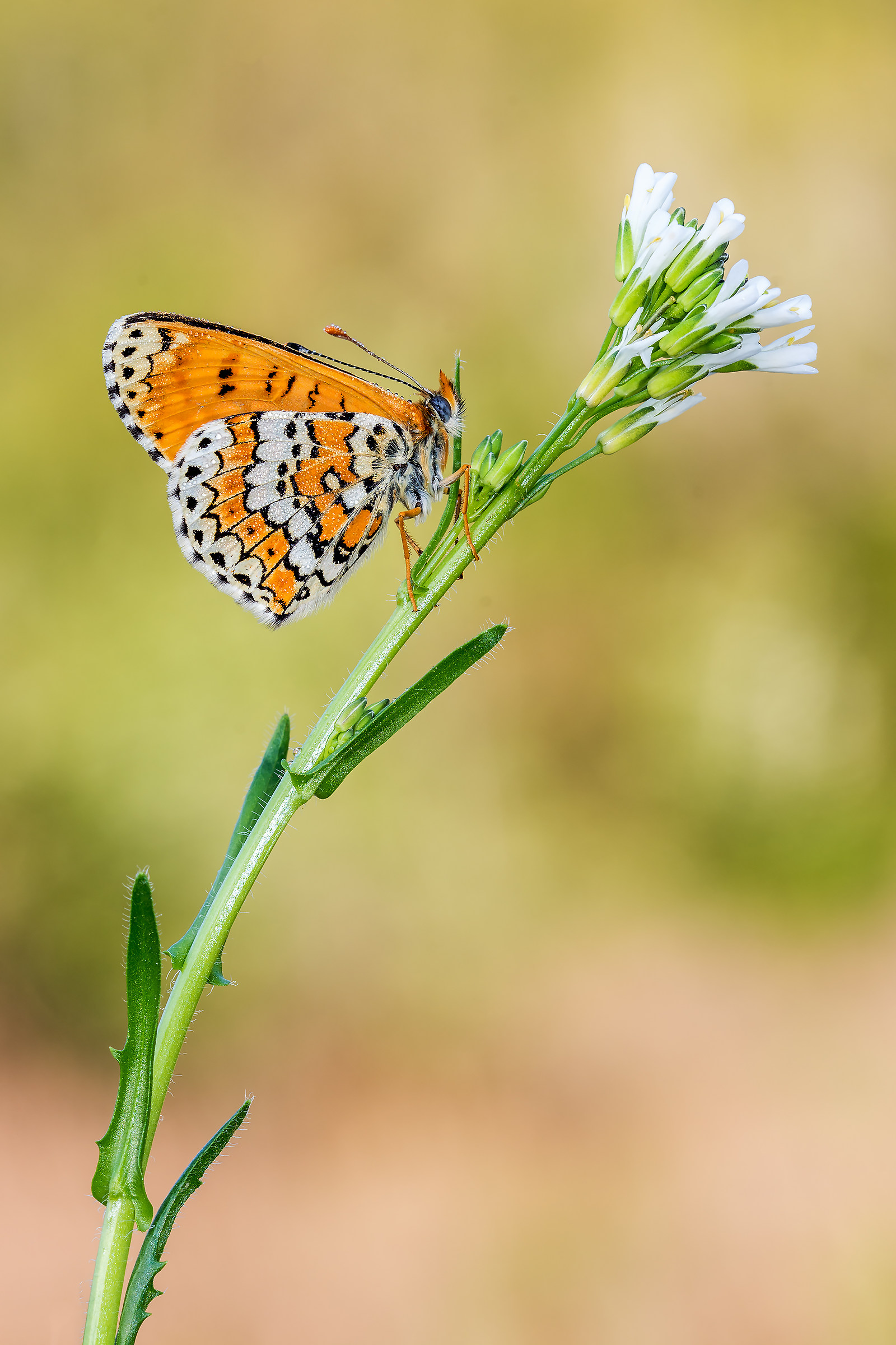 Melitaea