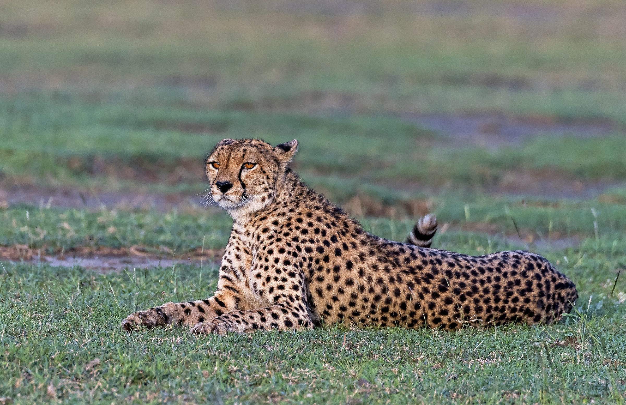 Tanzania 2017 - Cheetah