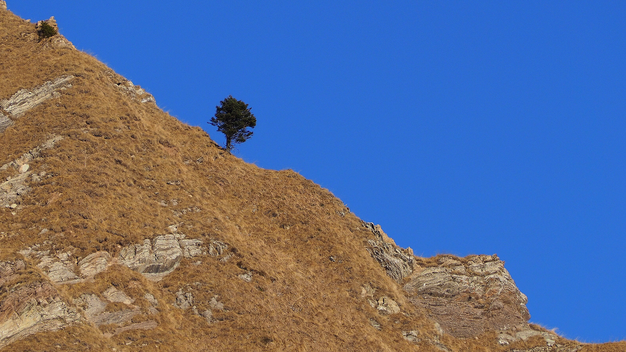 Going down between yellow and blue met a tree