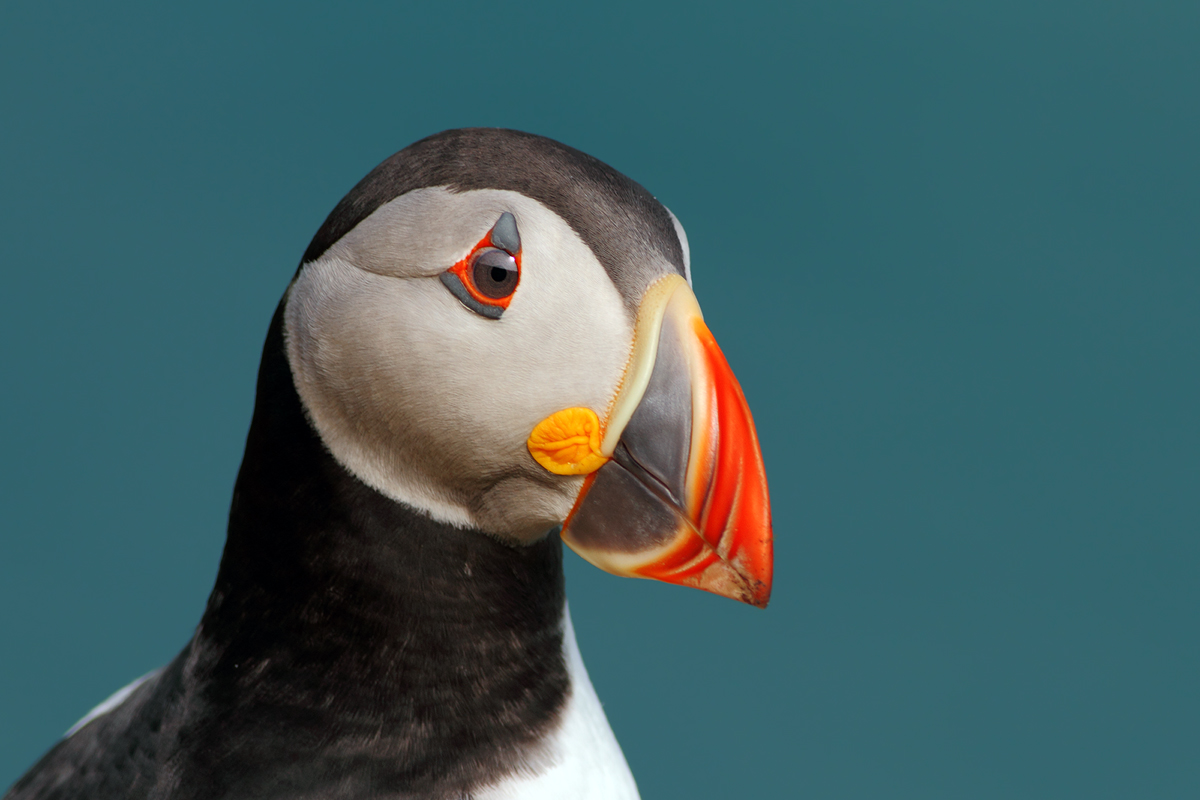 Ritratto di pulcinella......