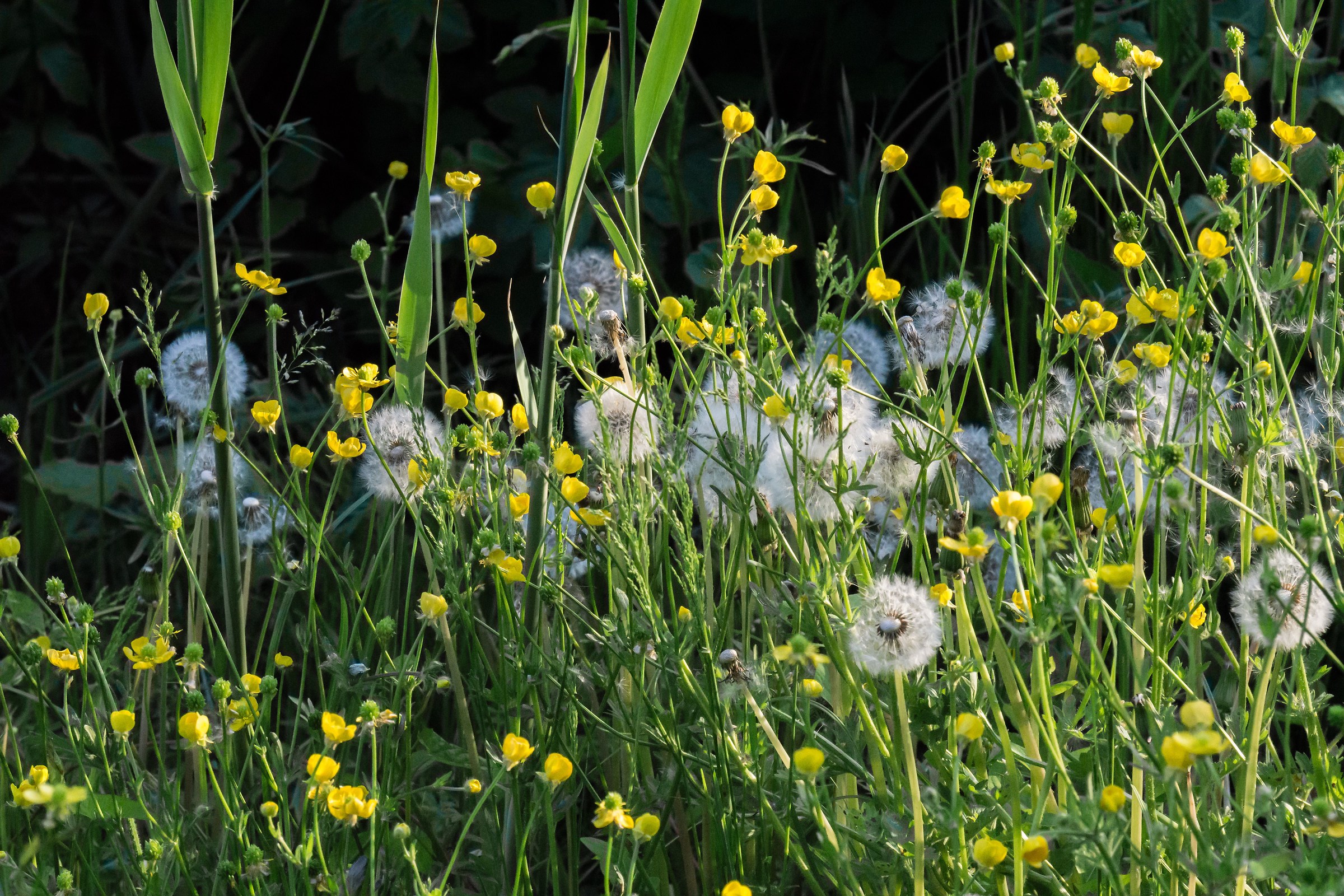 Buttercups and dandelions on the towpath of the Ticino