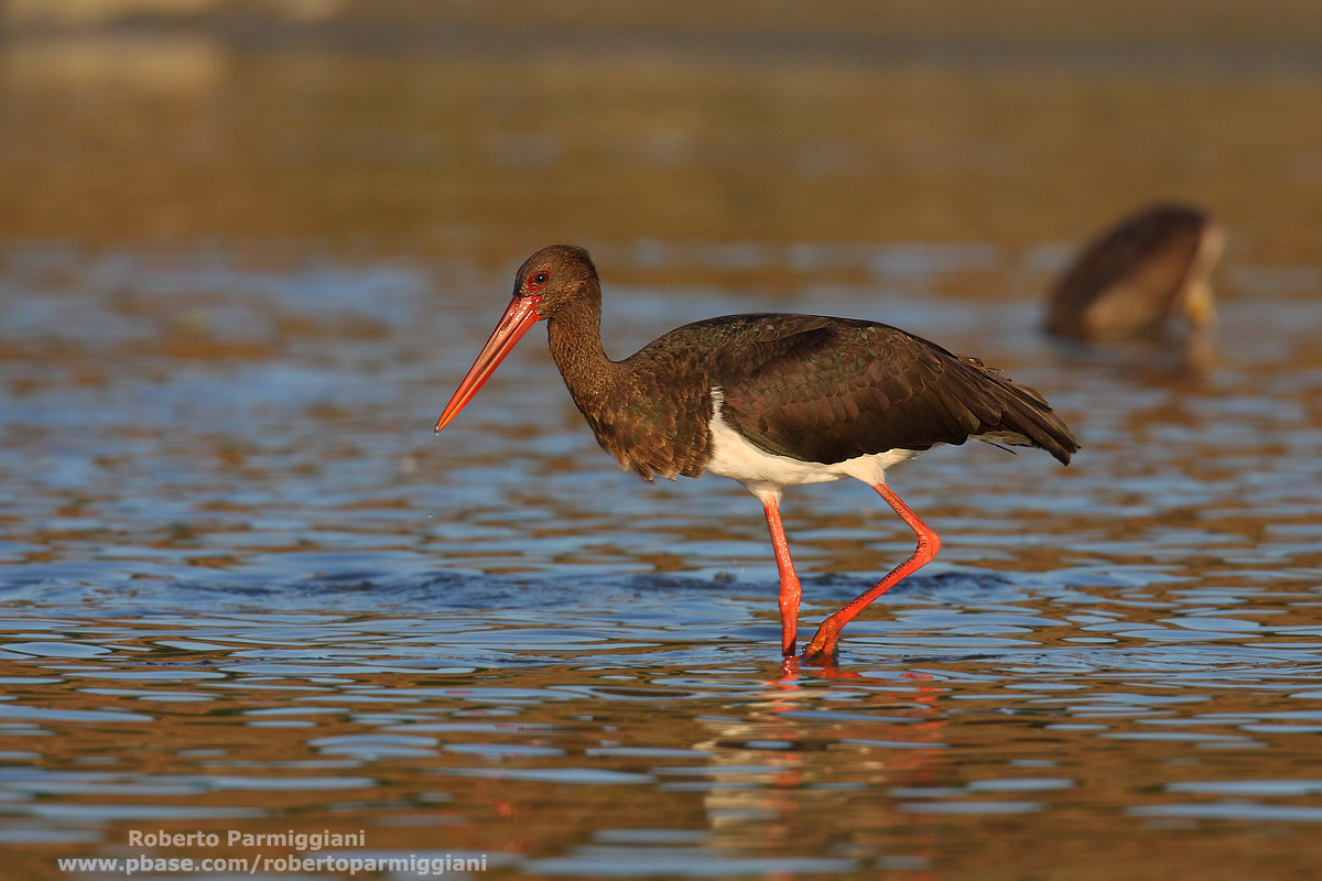 Alba with black stork