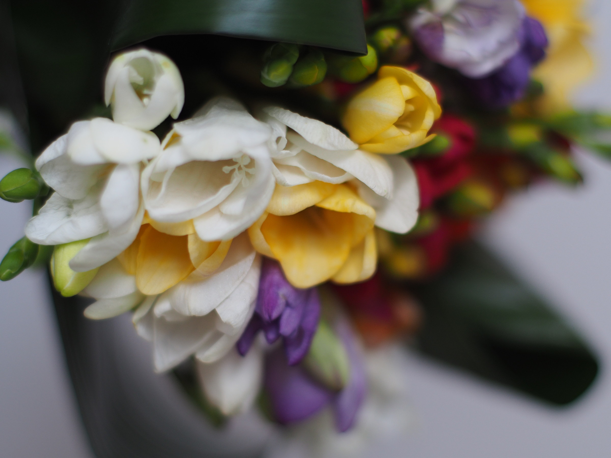 Carl Zeiss (c/y) 50 f1.4