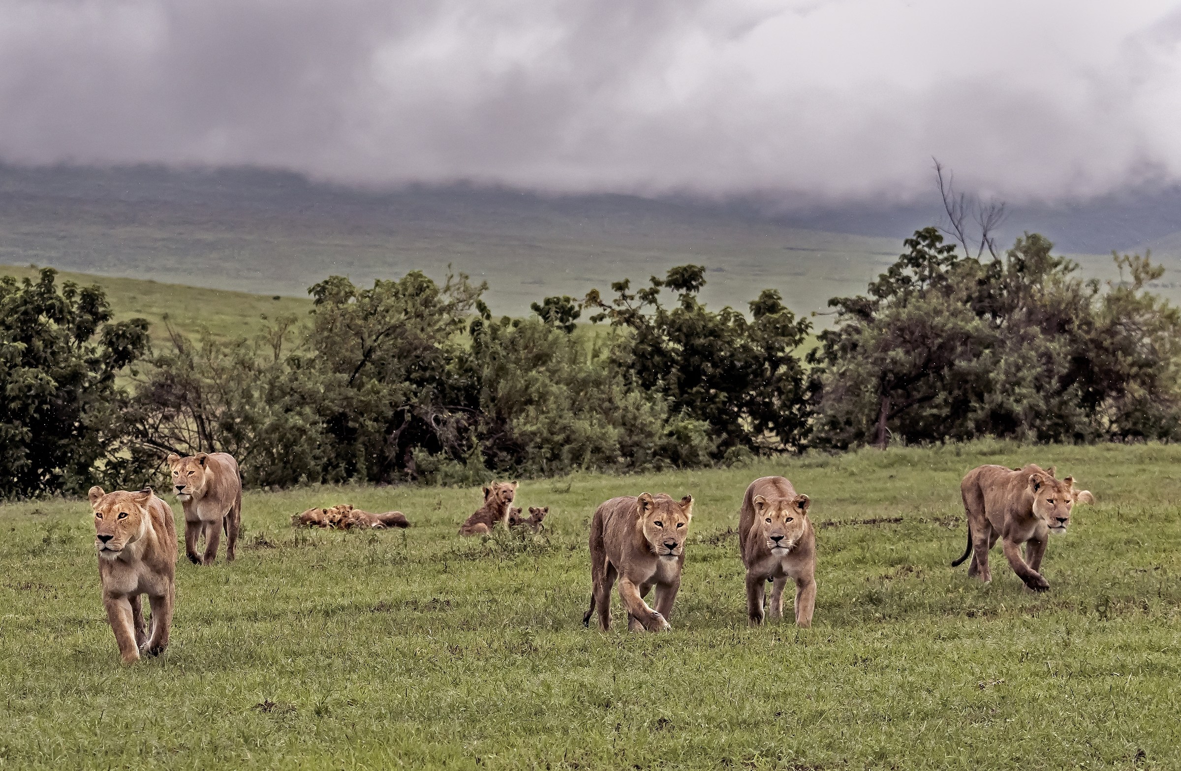 Tanzania 2017 - Per la caccia