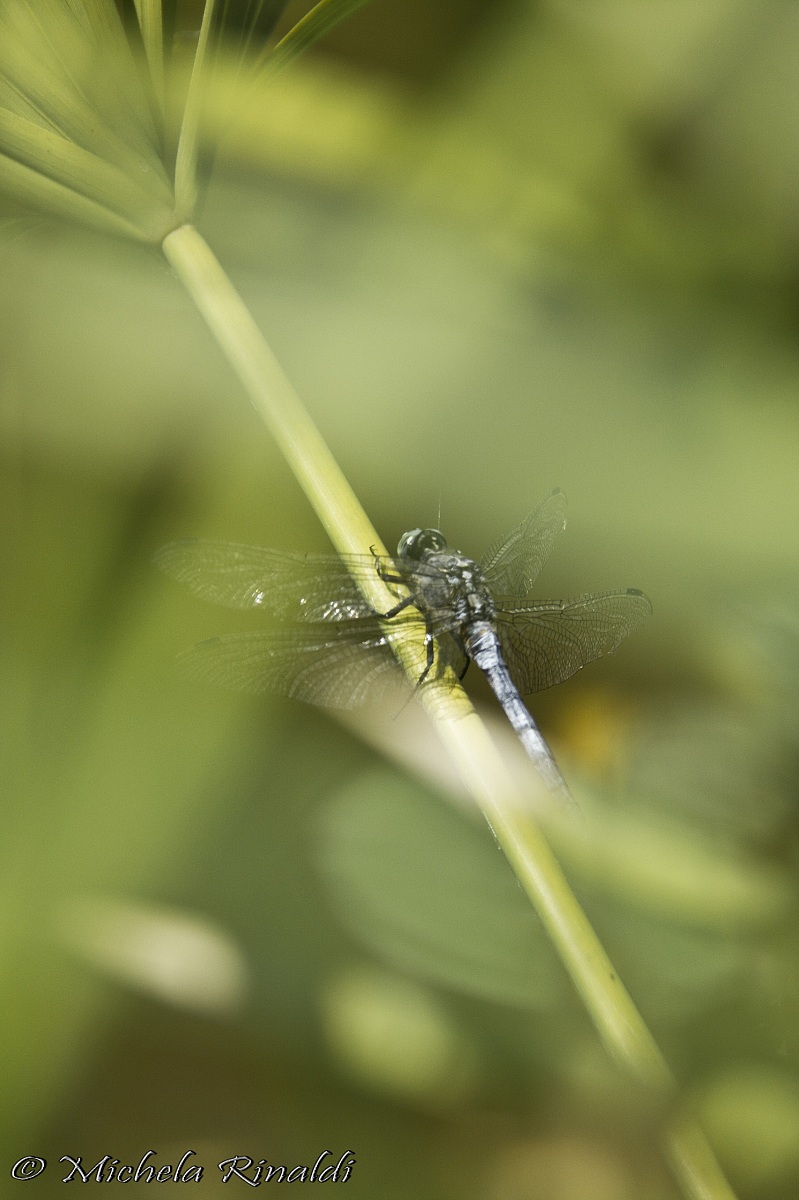 Libellula nascosta