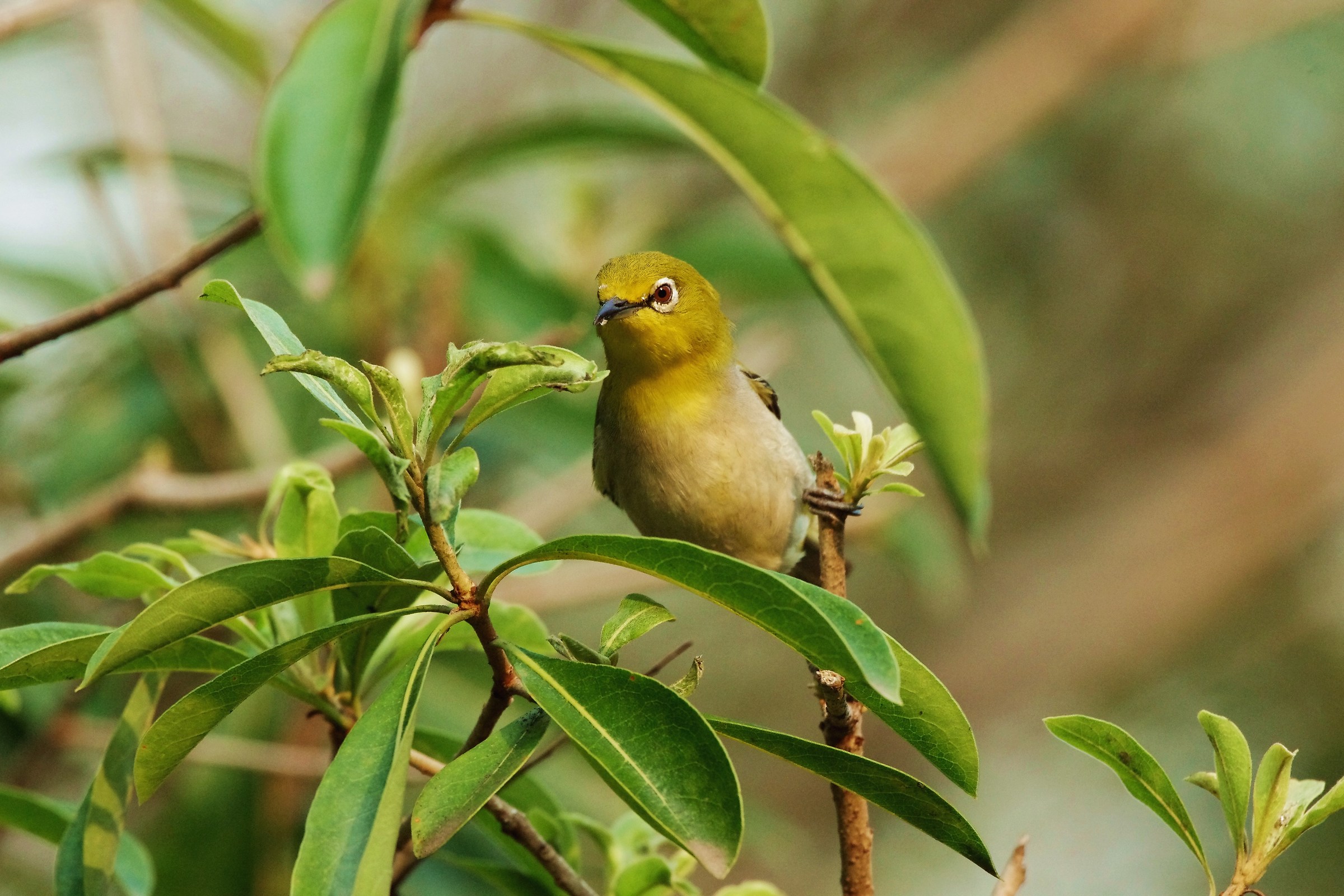Japanese White-eye