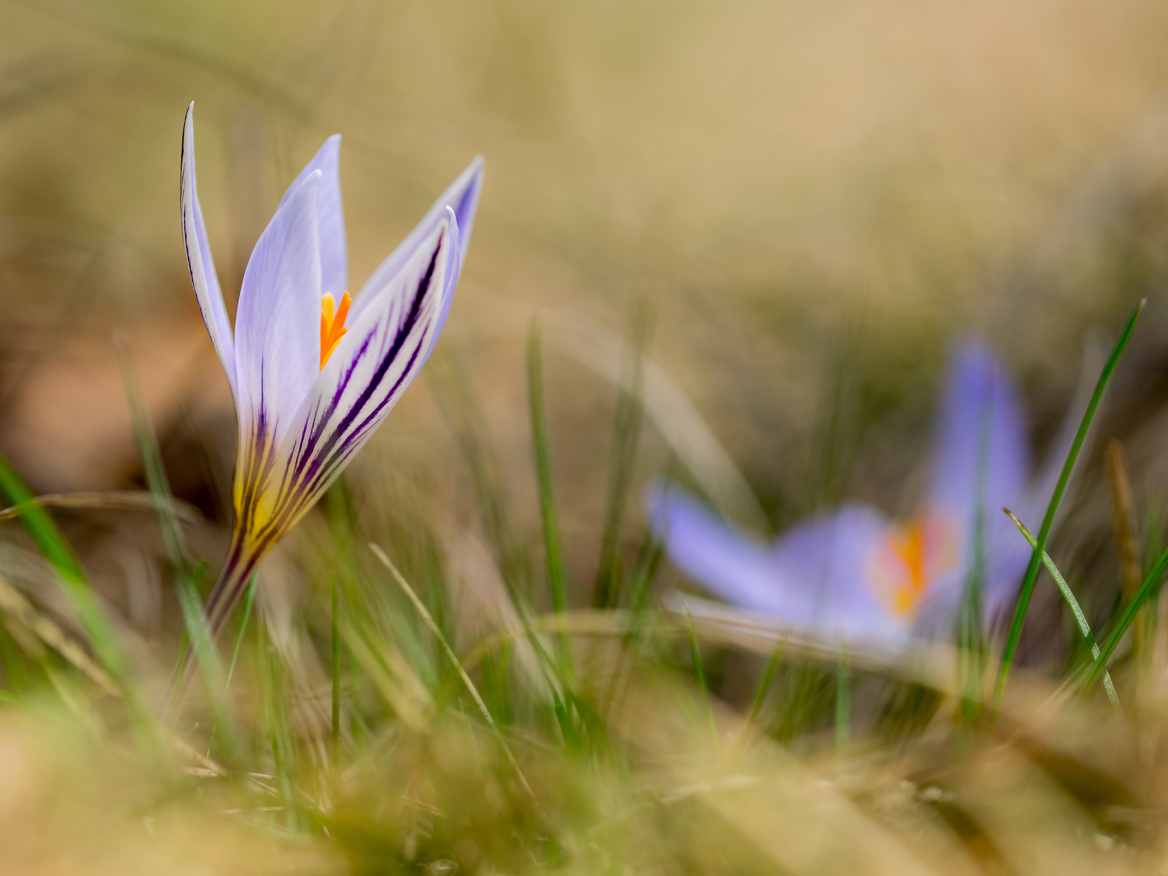 Crocus