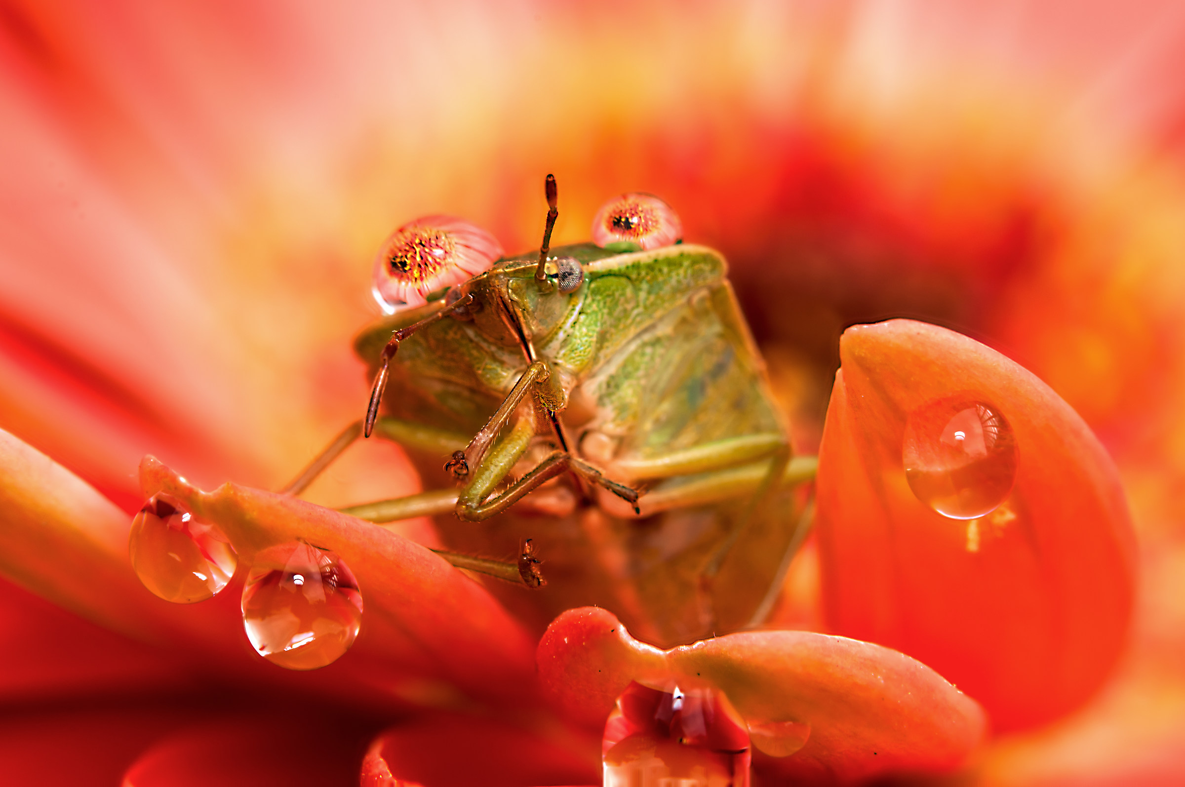 Gocce e Fiori in macrofotografia