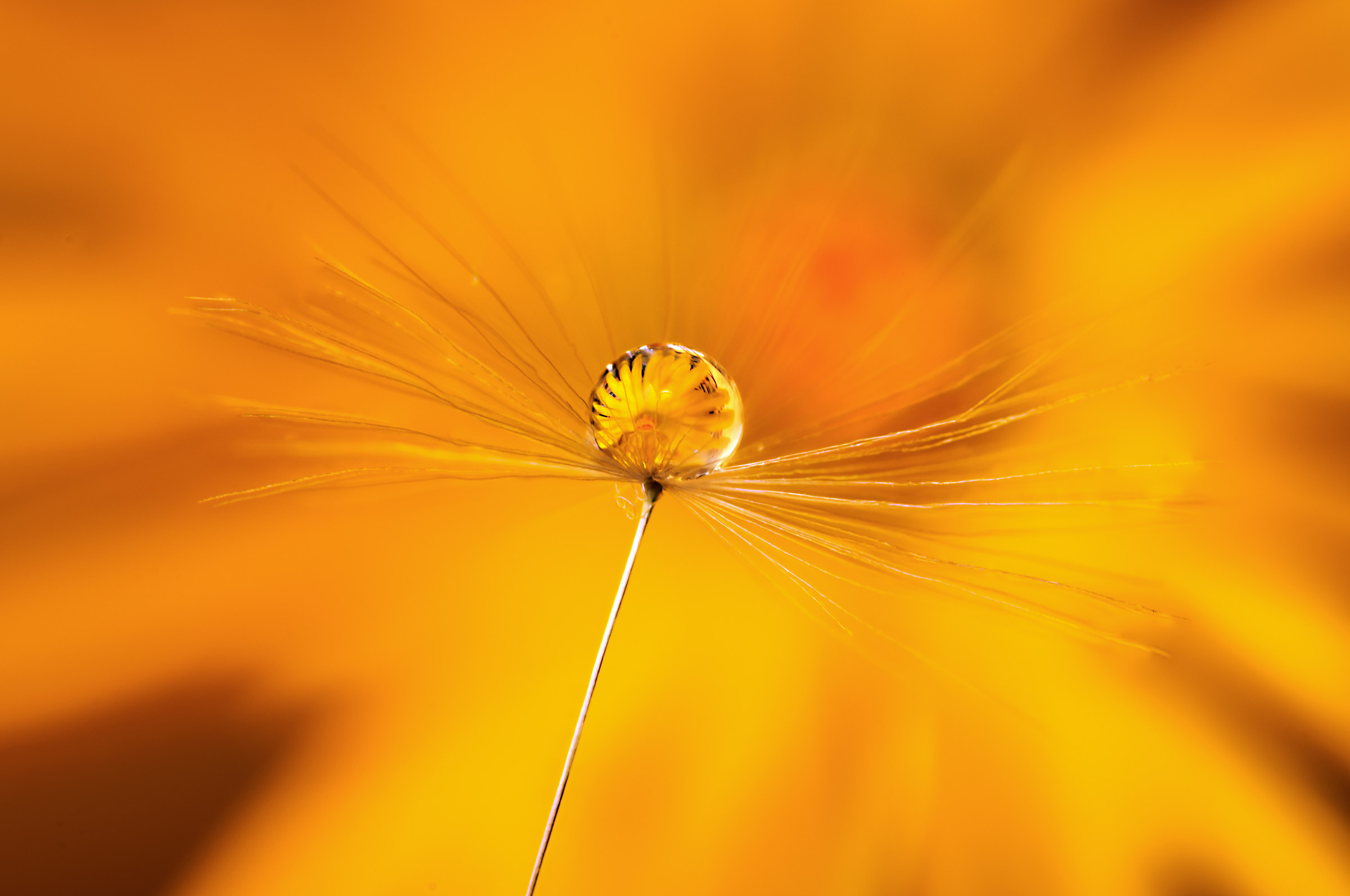 Drops and flowers in macro photography
