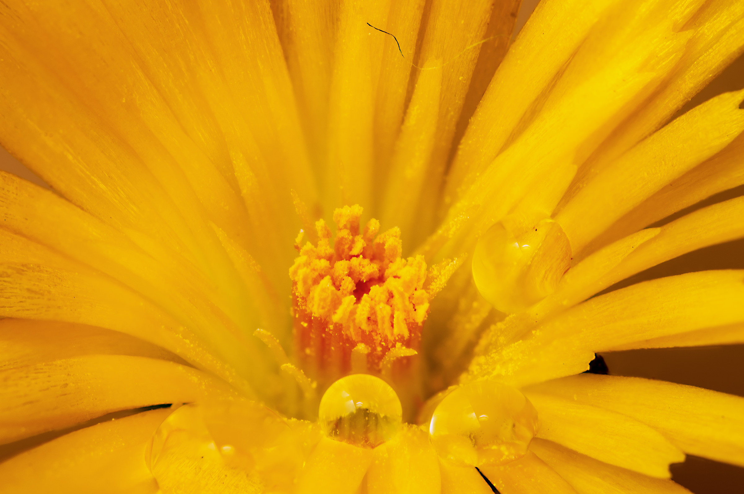 Drops and flowers in macro photography