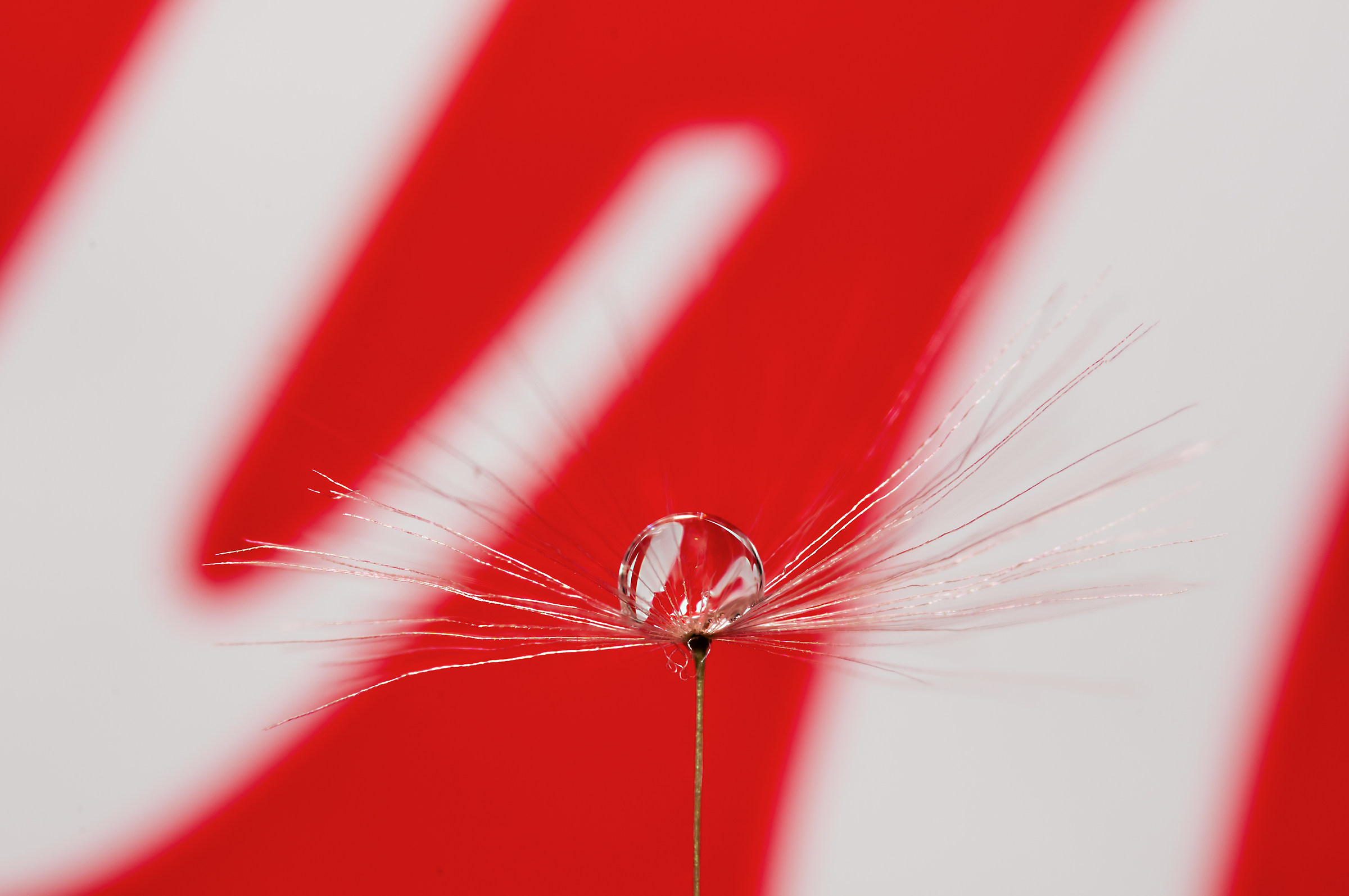 Drops and flowers in macro photography