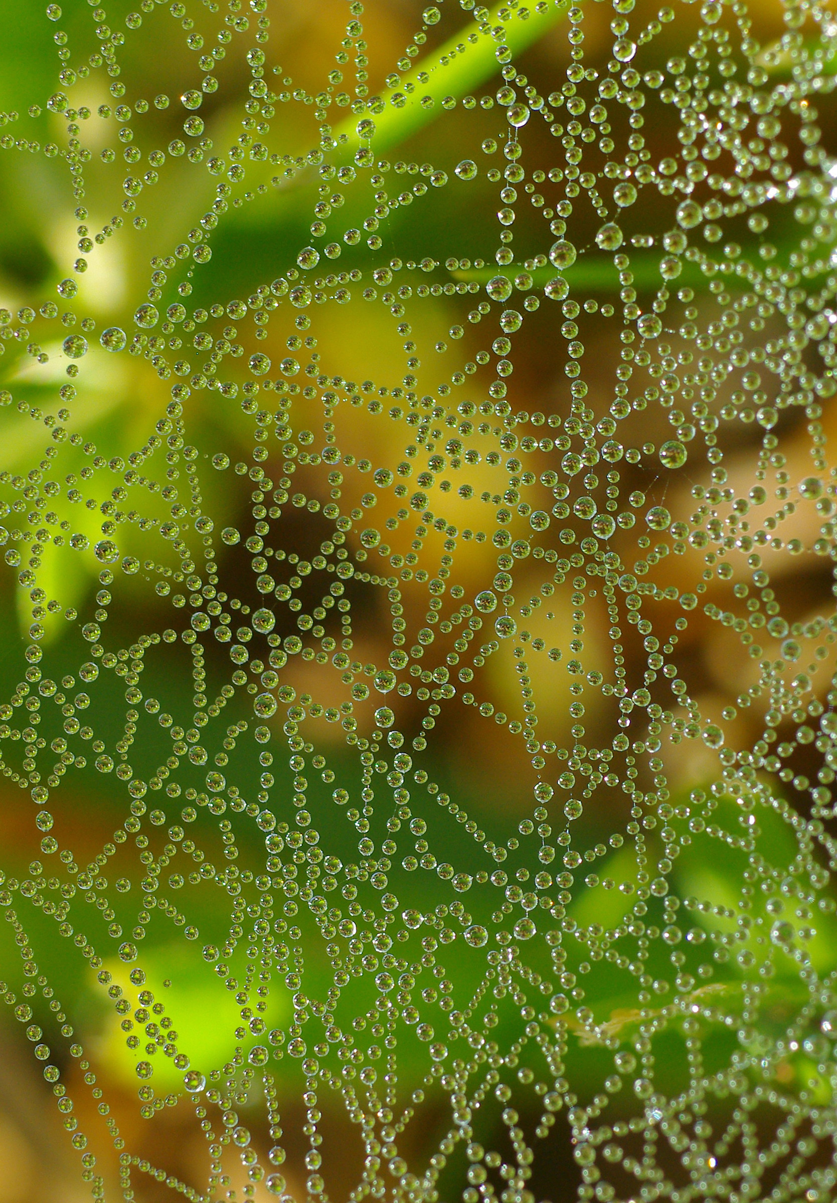 ragnatela con la brina