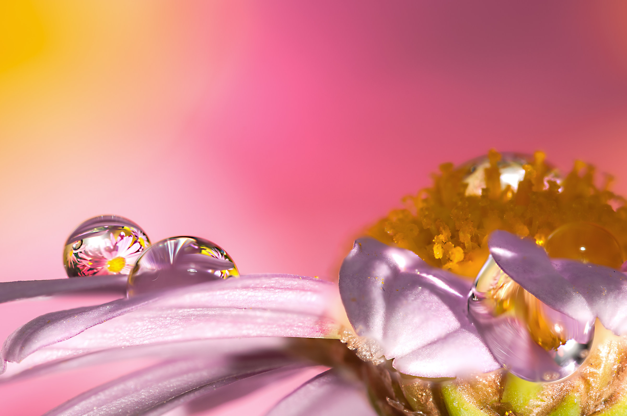 Drops and flowers in macro photography