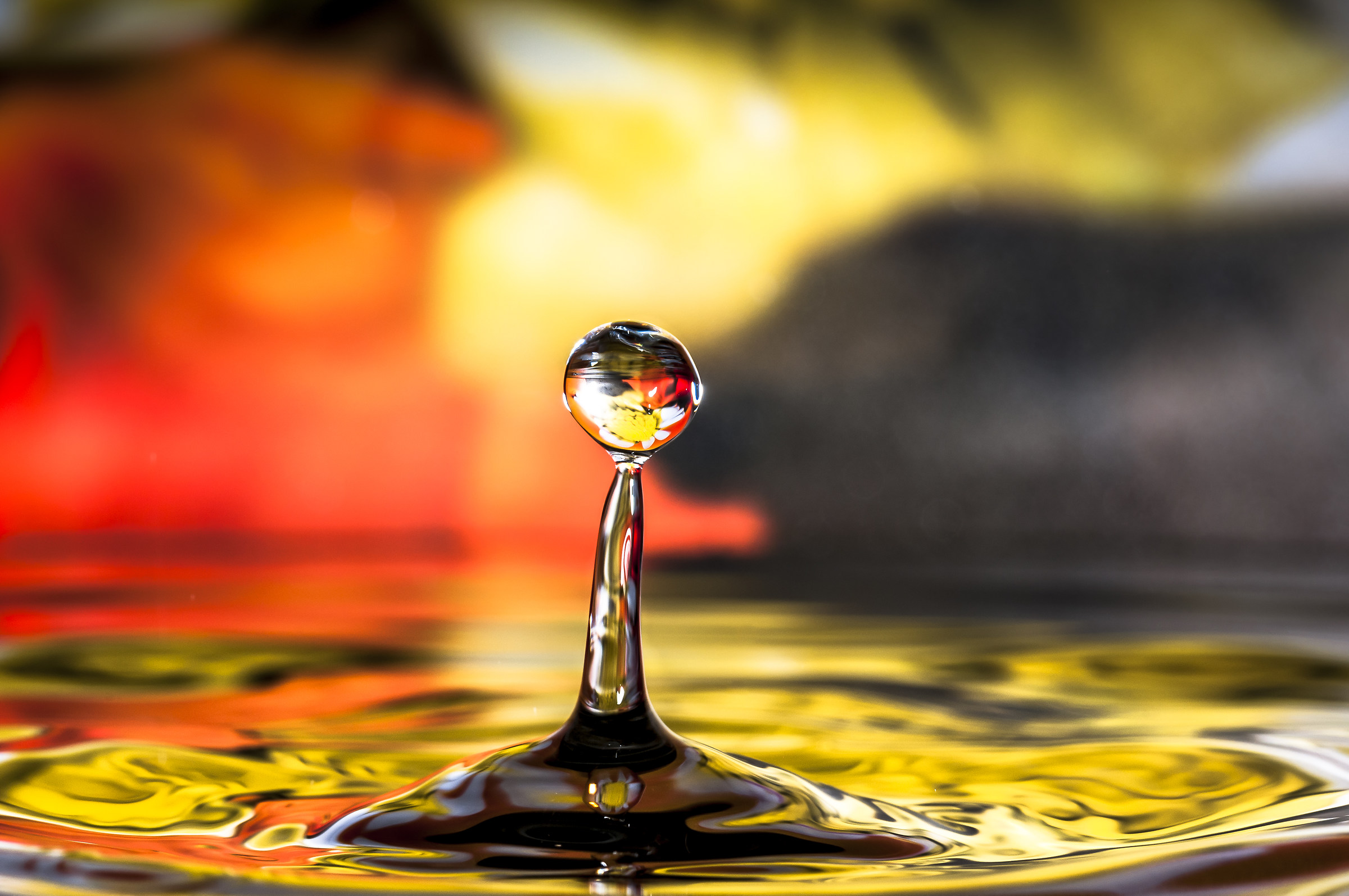 Drops & flowers - gocce e fiori in macrofotografia