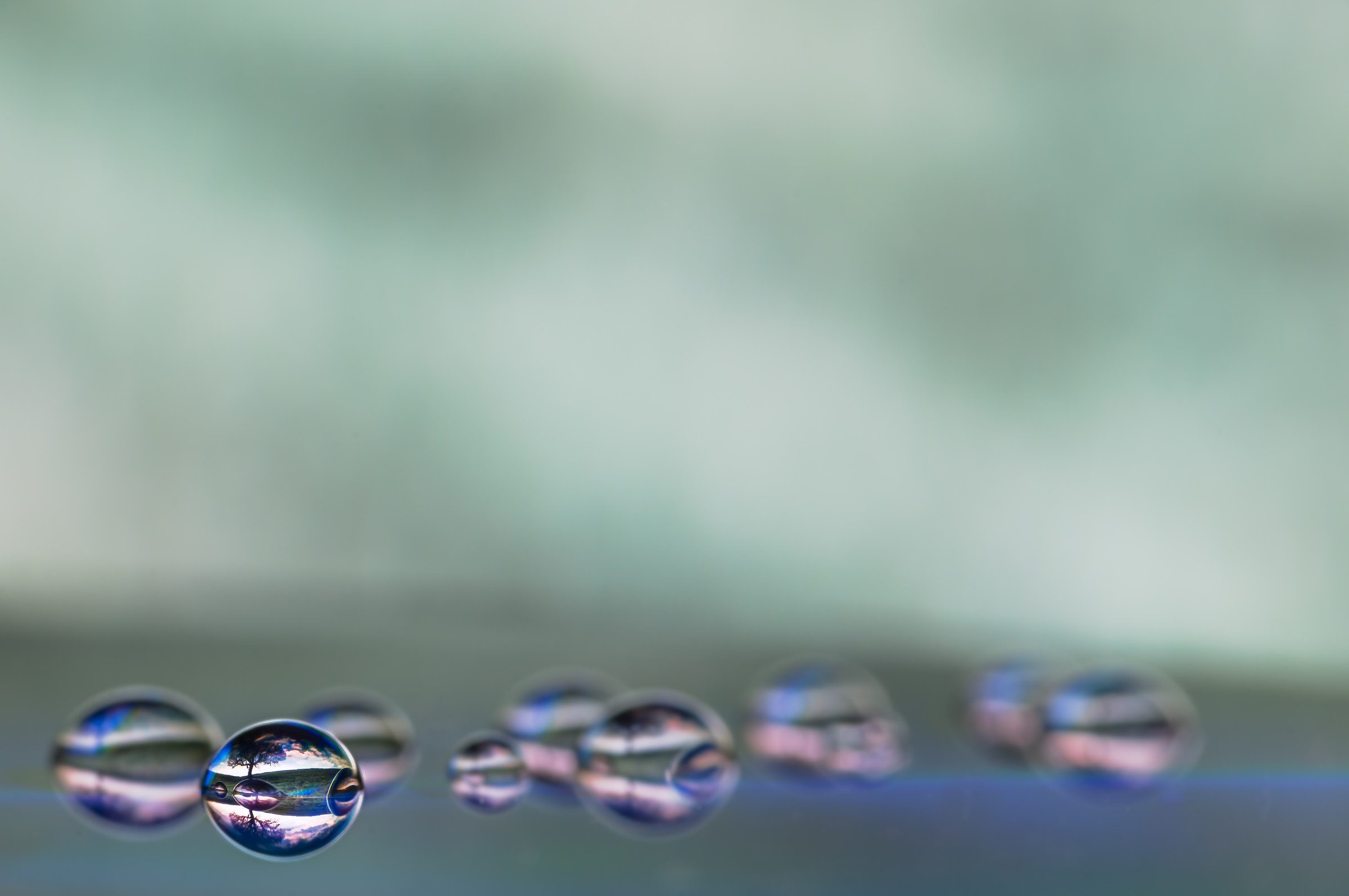 Drops & flowers - gocce e fiori in macrofotografia