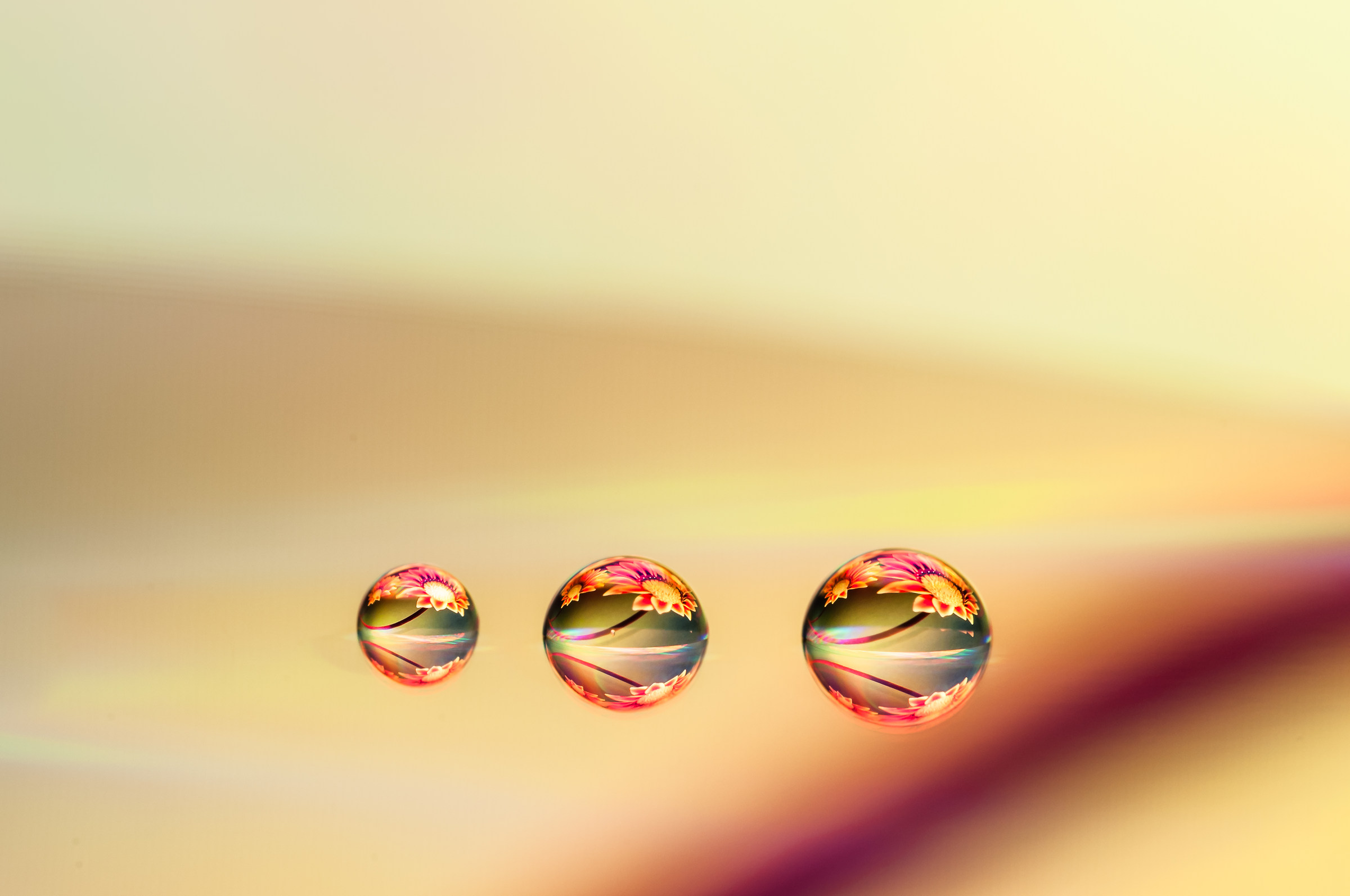 Drops & flowers - gocce e fiori in macrofotografia