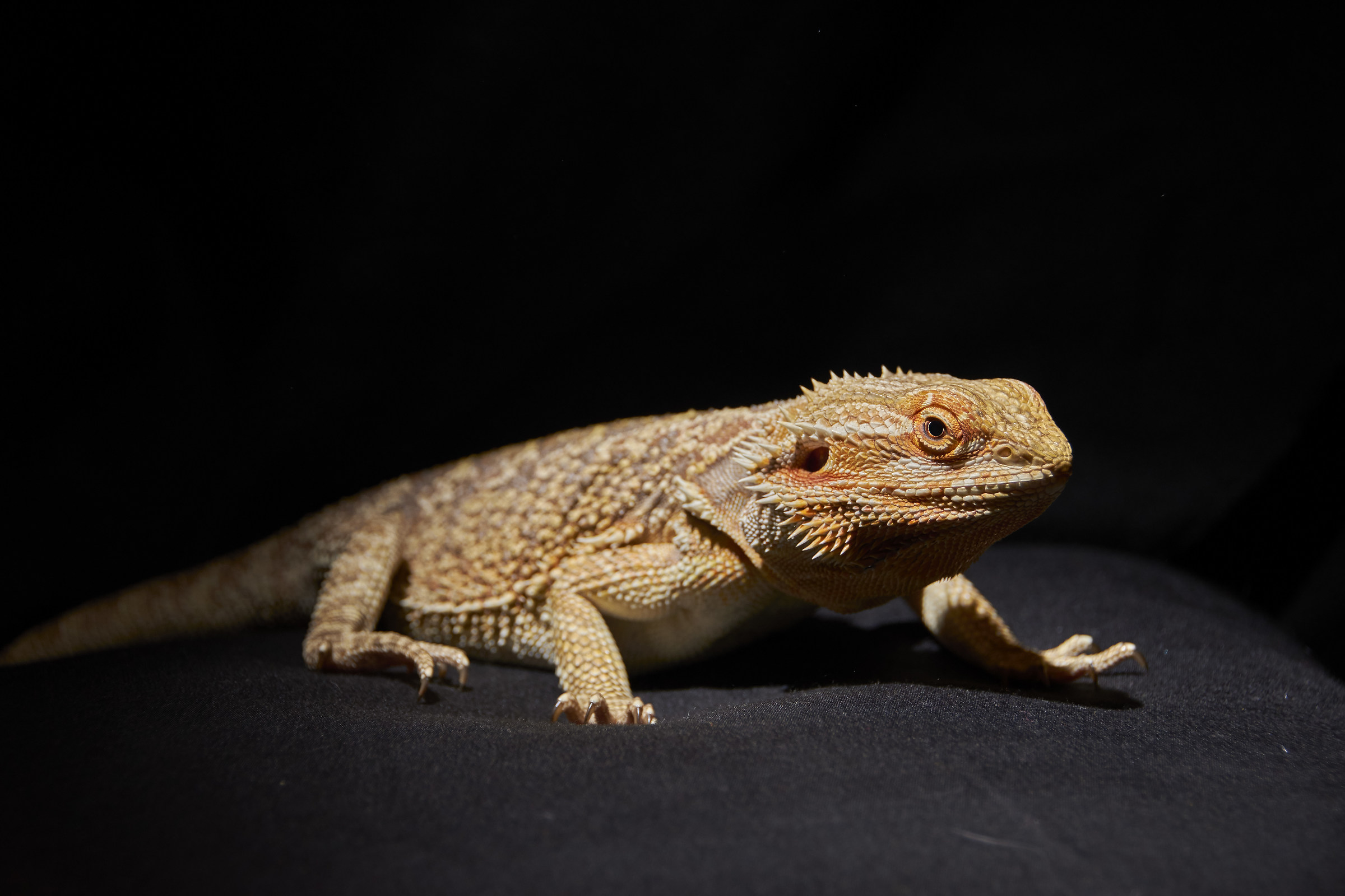 Arturo bearded dragon