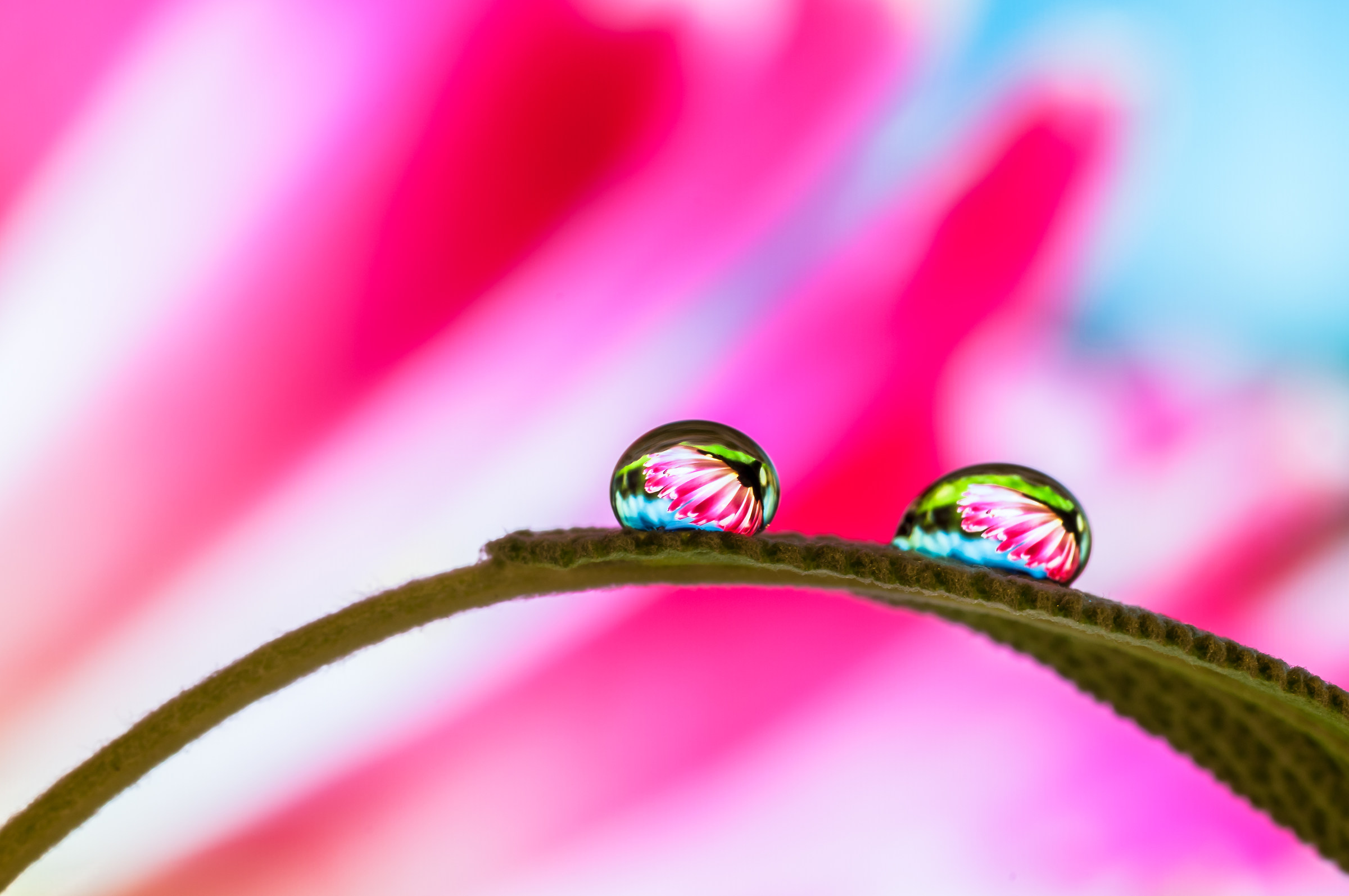 Gocce e Fiori in macrofotografia