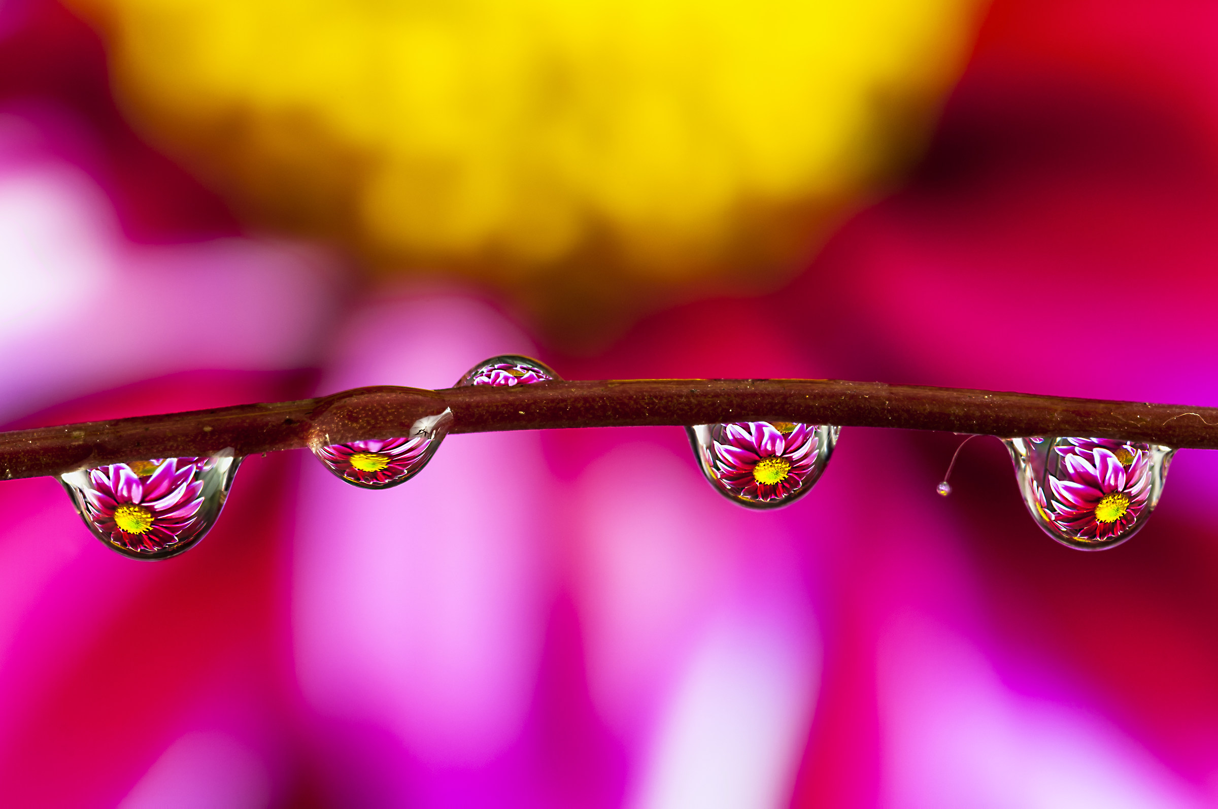 Drops and flowers in macro photography