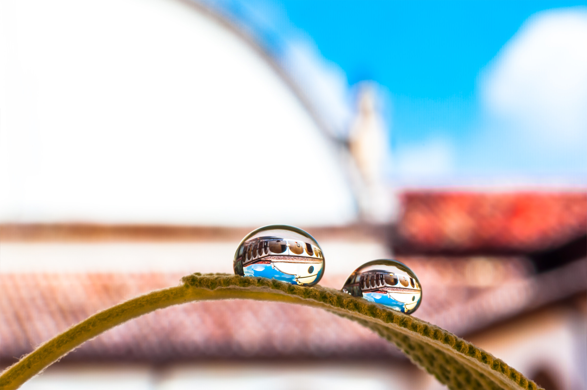 Gocce e Fiori in macrofotografia