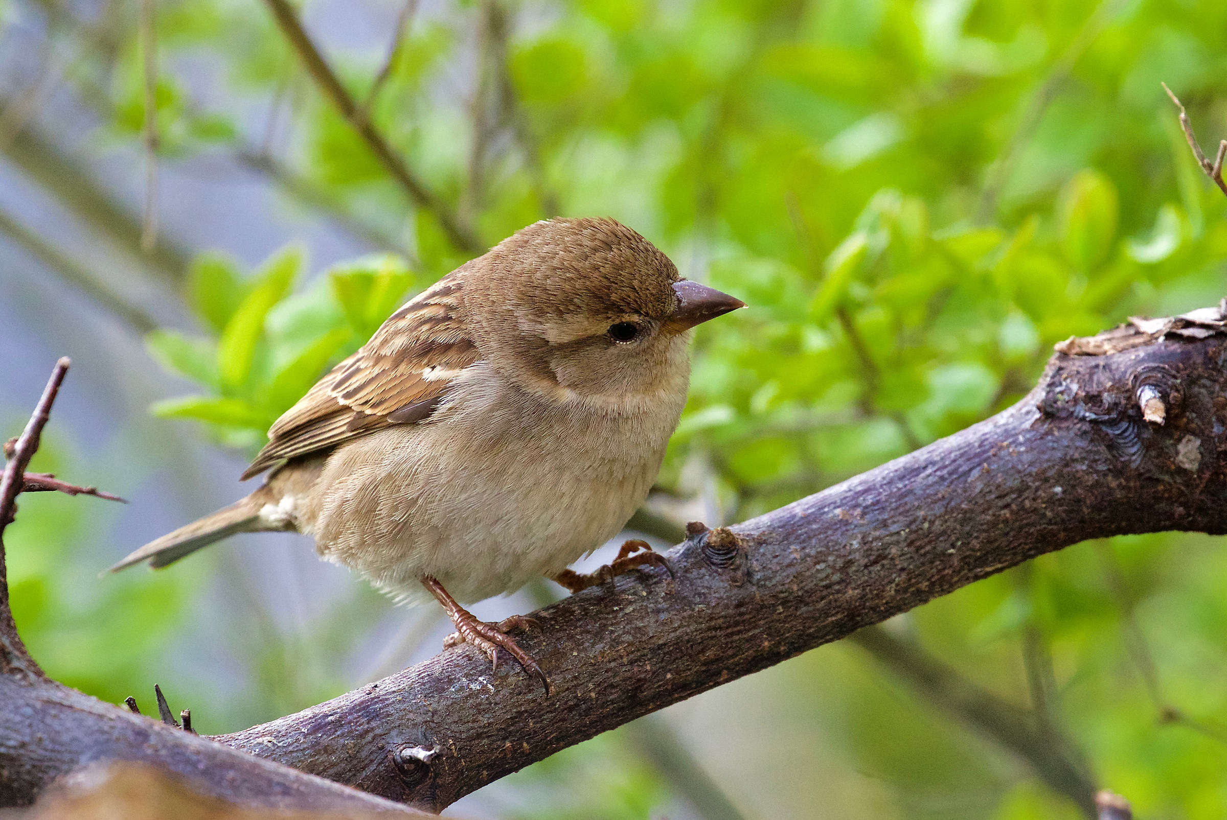 Passera d'Italia (femmina)