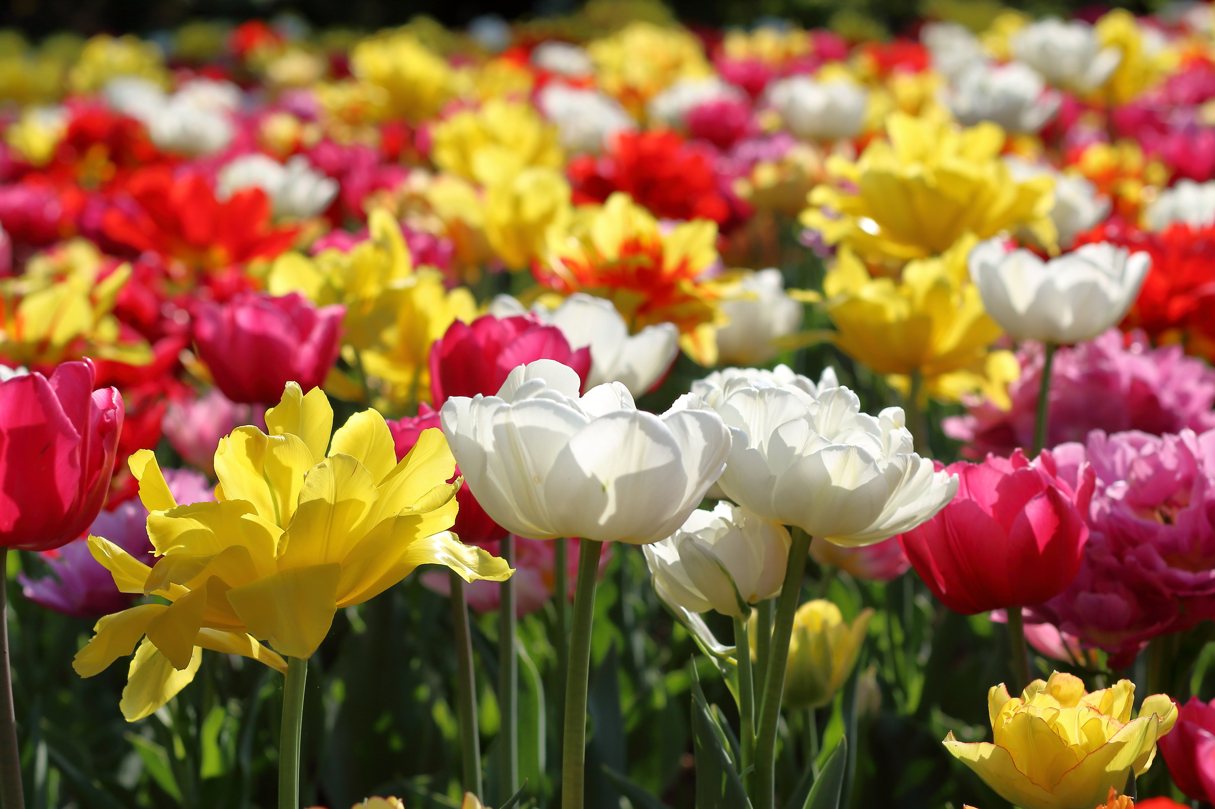 Color villa taranto_1