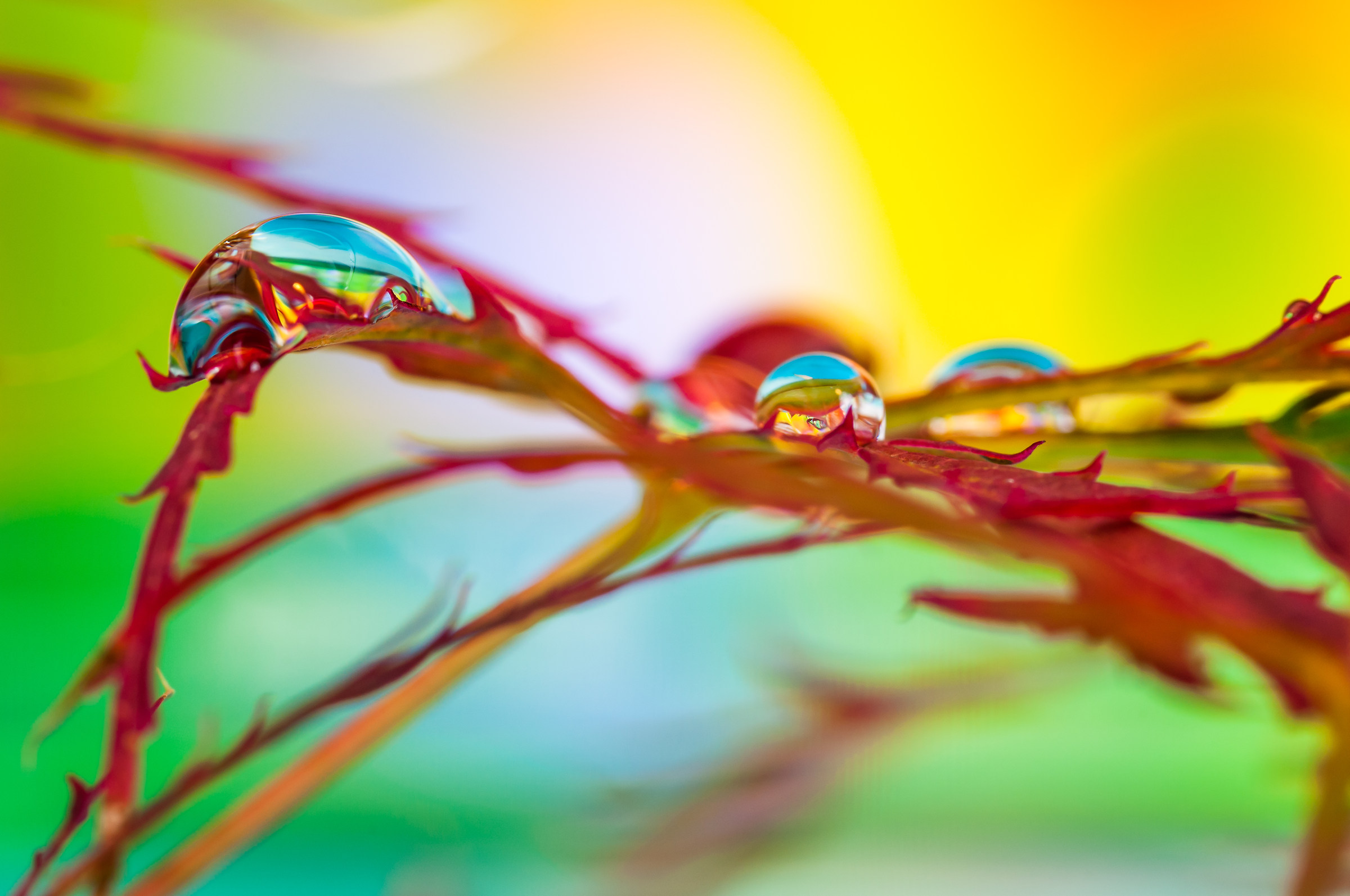 Drops & flowers - flowers and drops in macro photography
