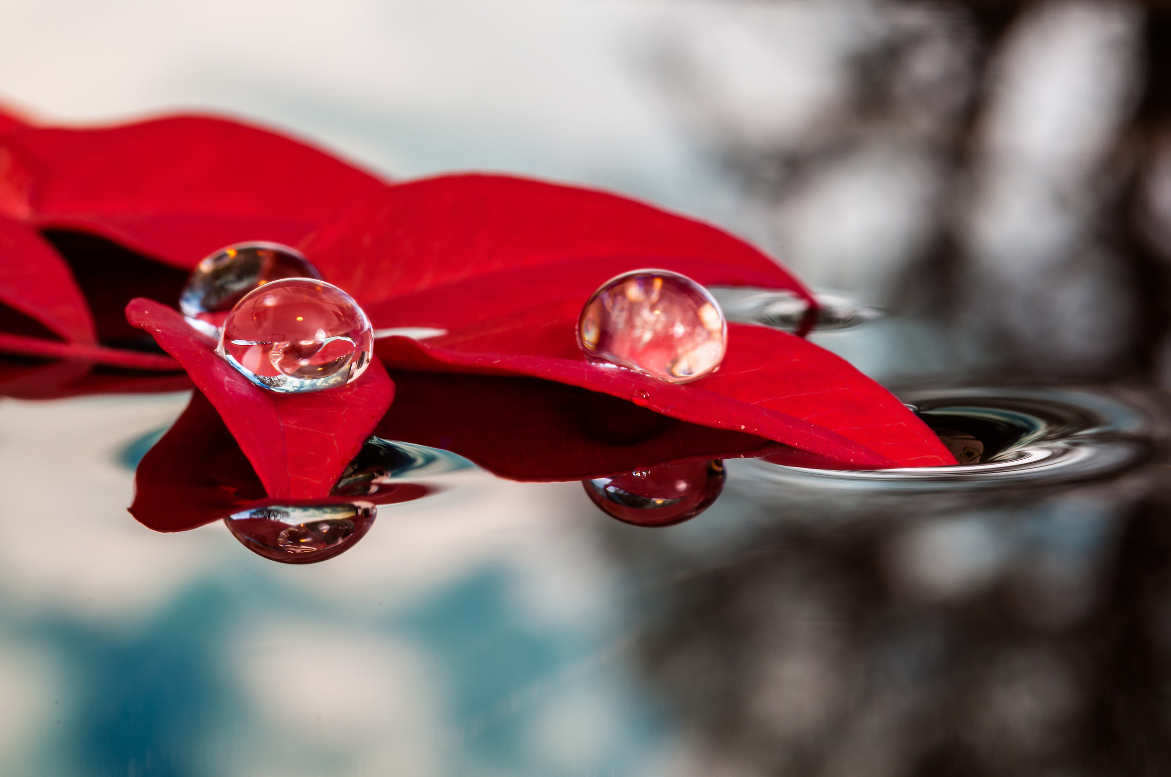 Drops & flowers - flowers and drops in macro photography