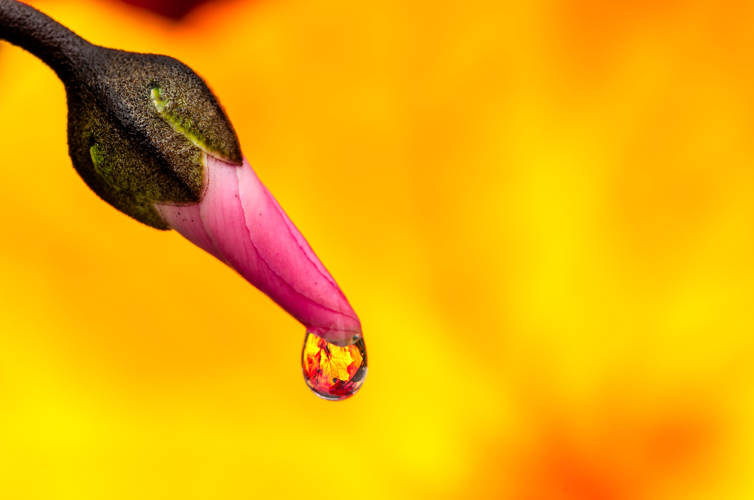 Drops & flowers - flowers and drops in macro photography