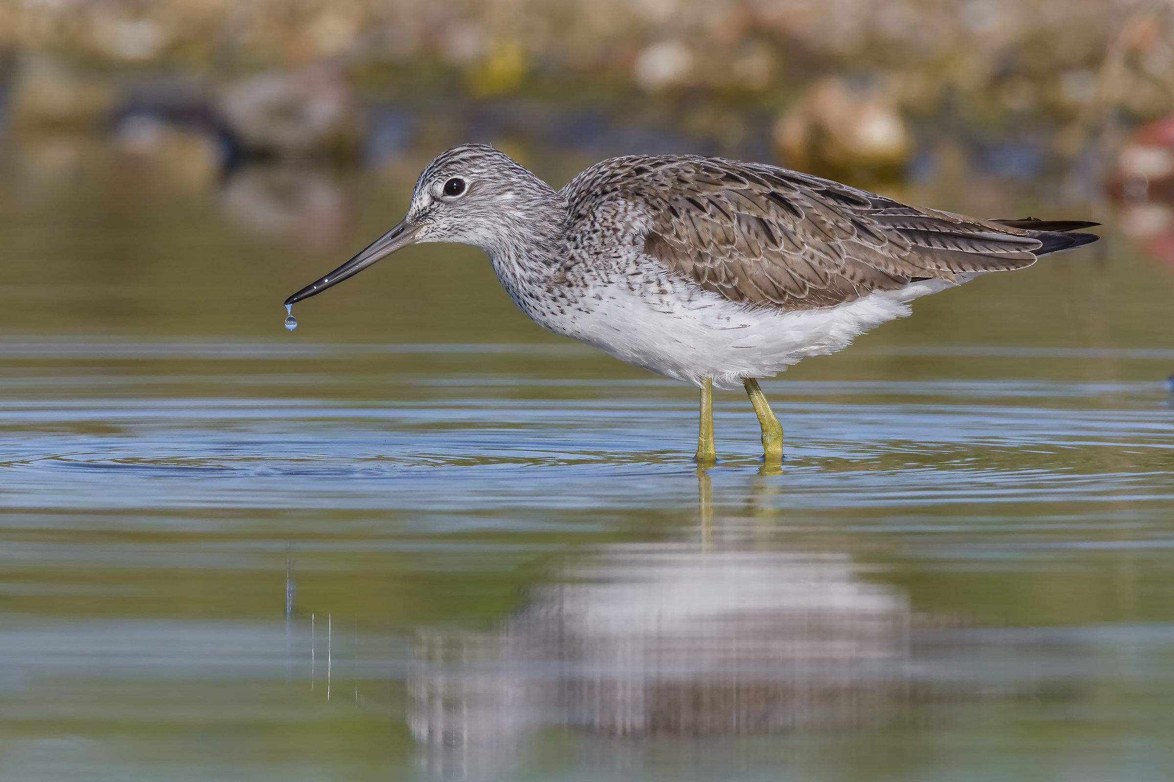 If there is a drop ......