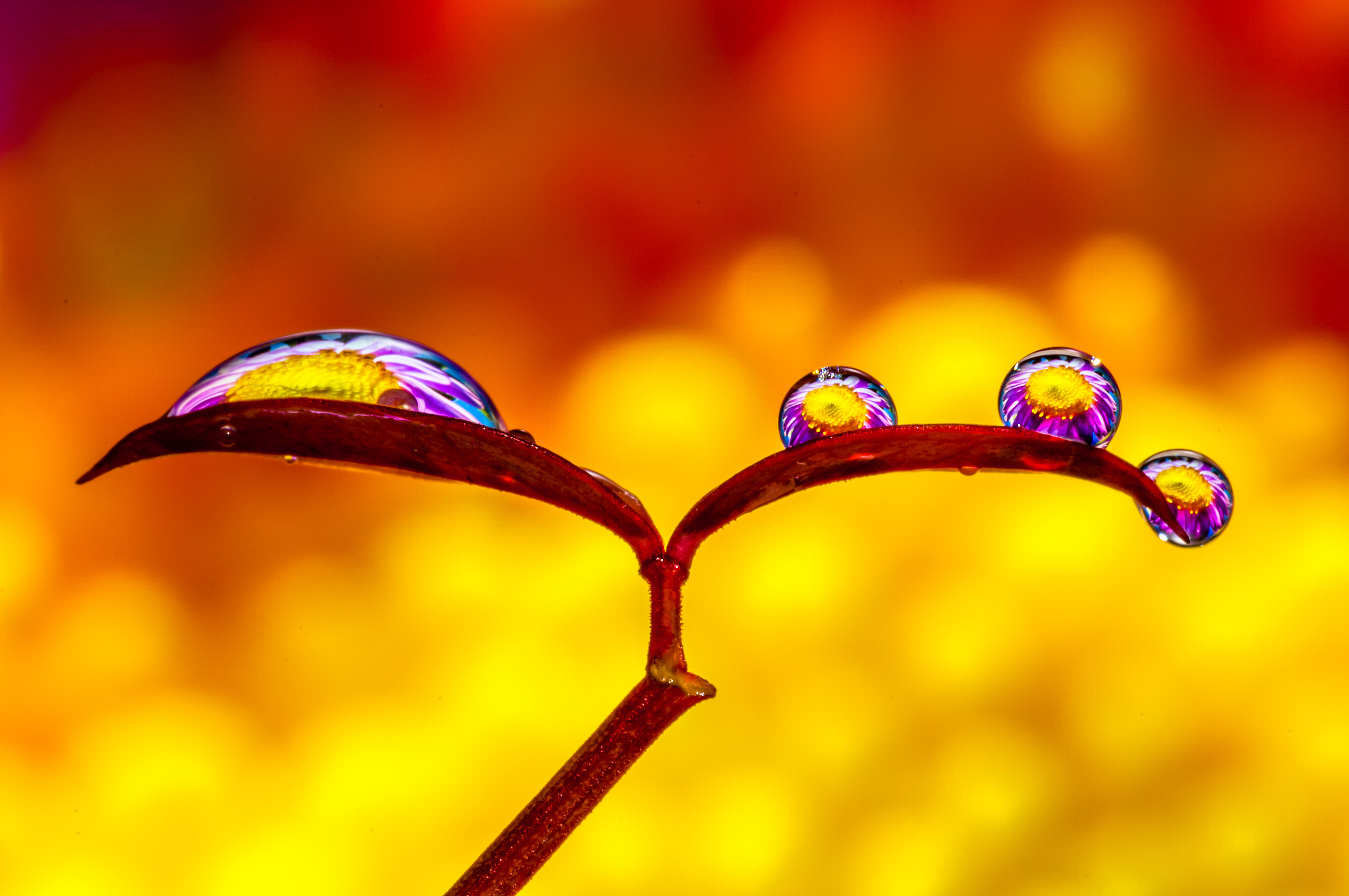 Gocce e Fiori in macrofotografia