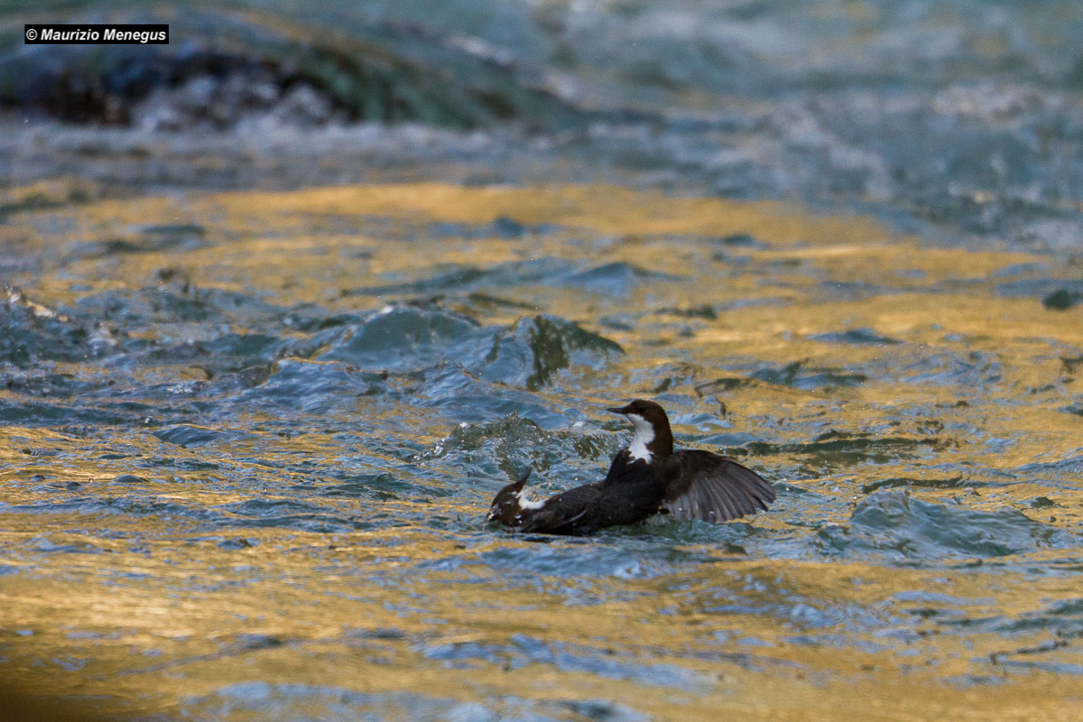 Giochi di merli acquaioli