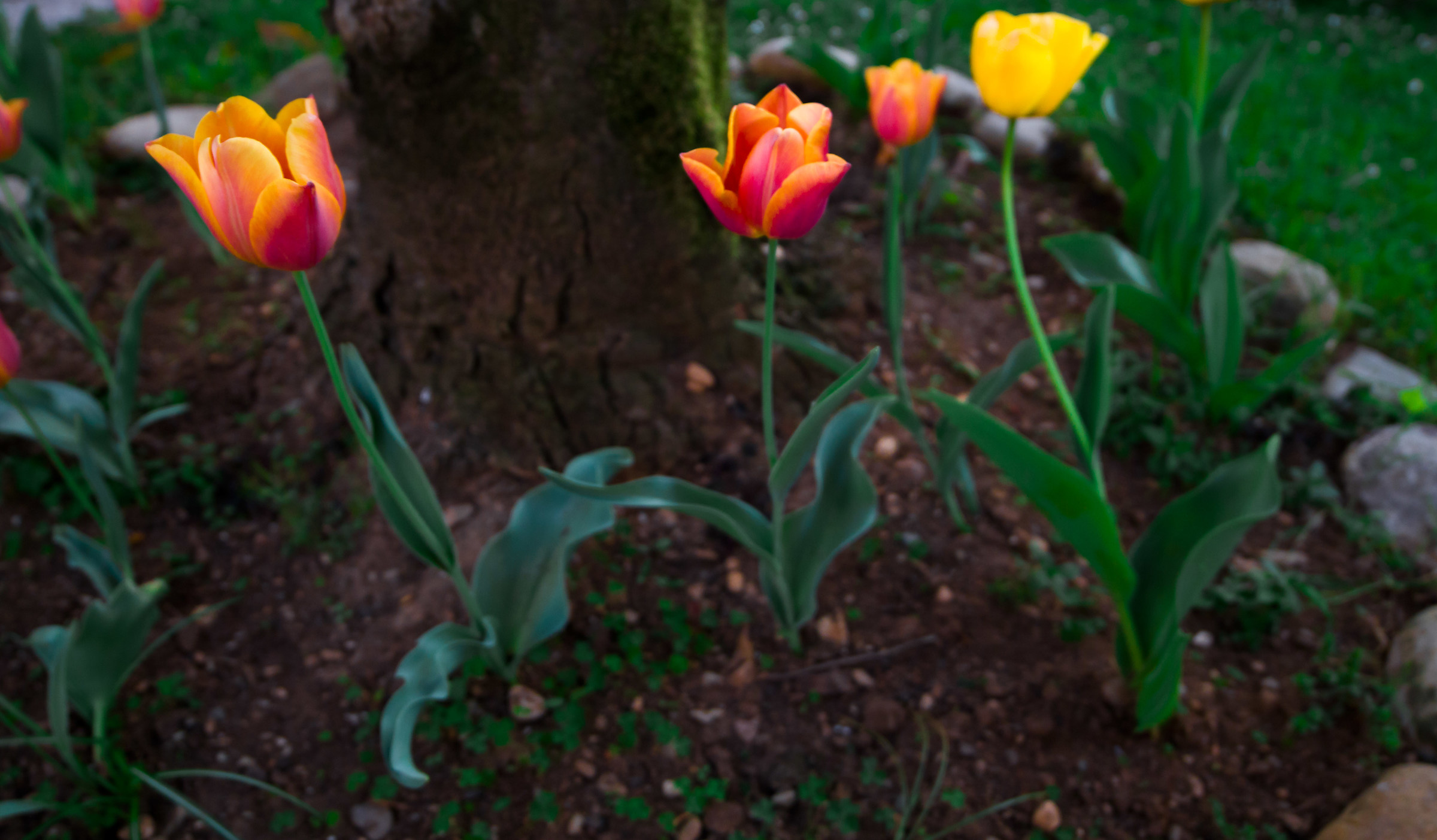 Flowers from Nederland