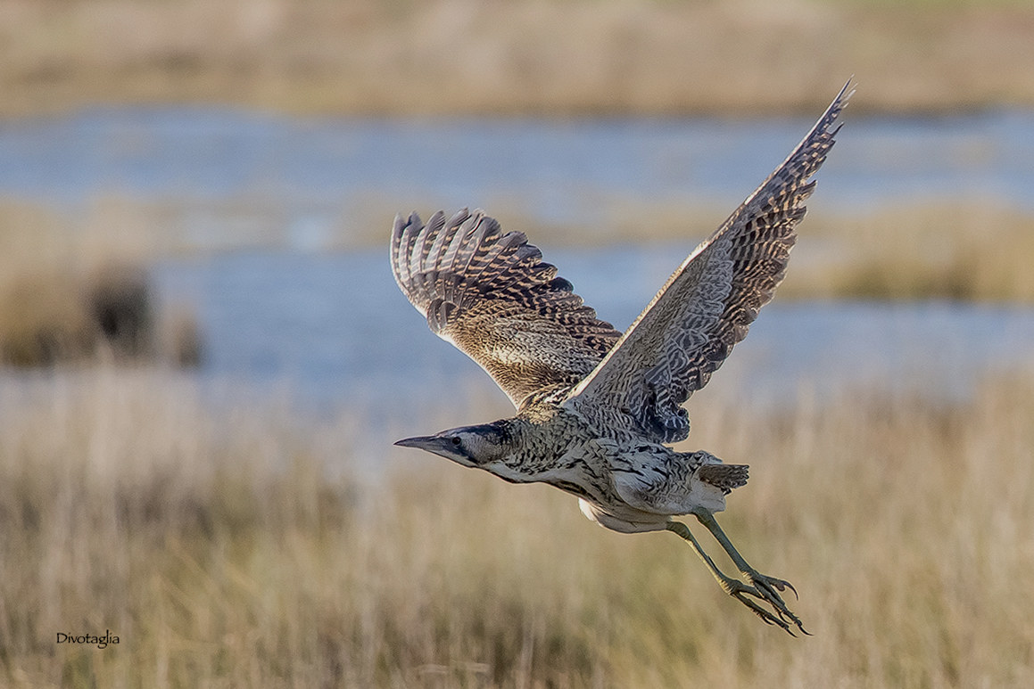 Bittern in flight